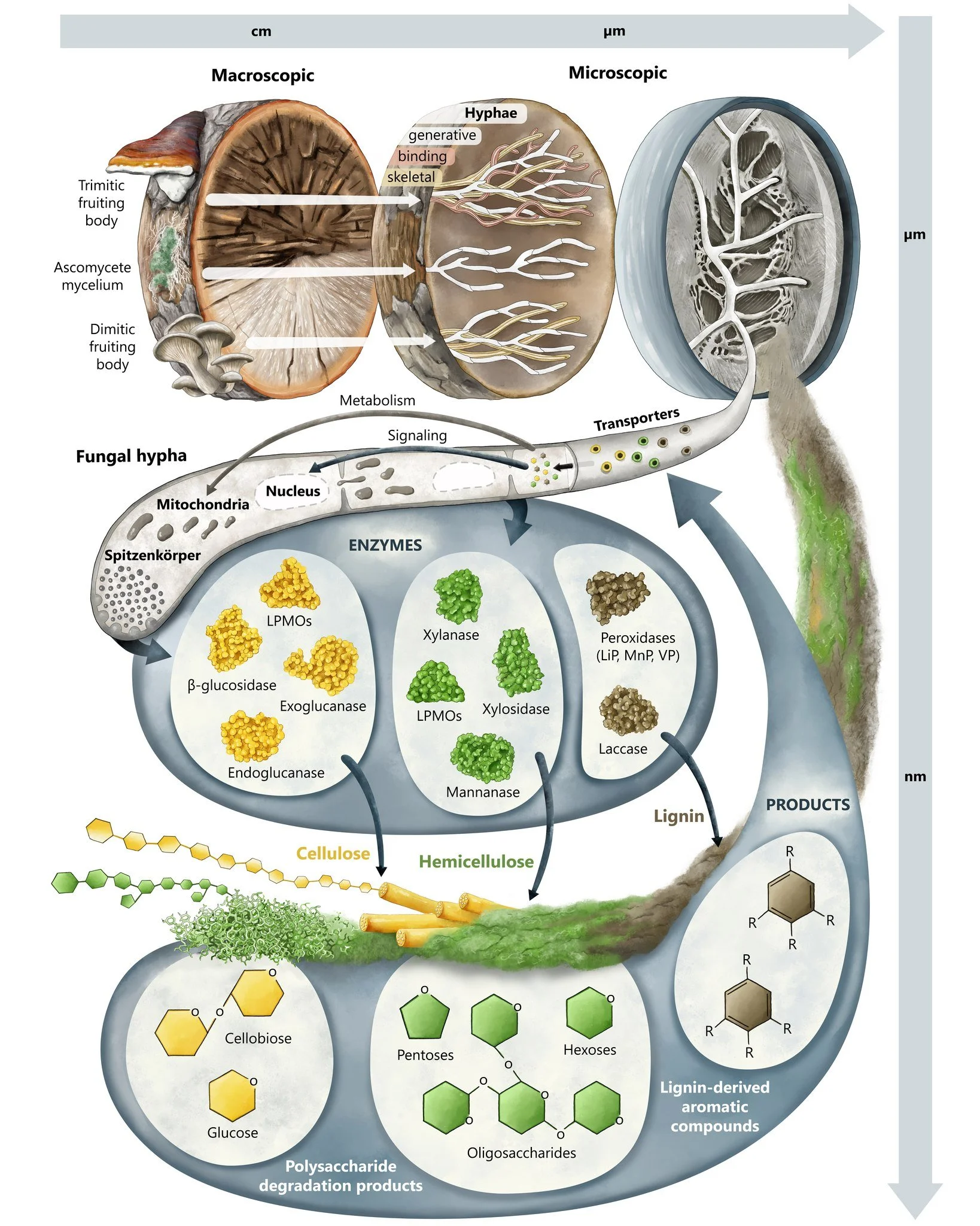 It's really nice when a scientific publication that includes an illustration you created is finally published!

A while back, I created this illustration, which you can now find in the article: "What we (still don&rsquo;t) know about wood‑degrad