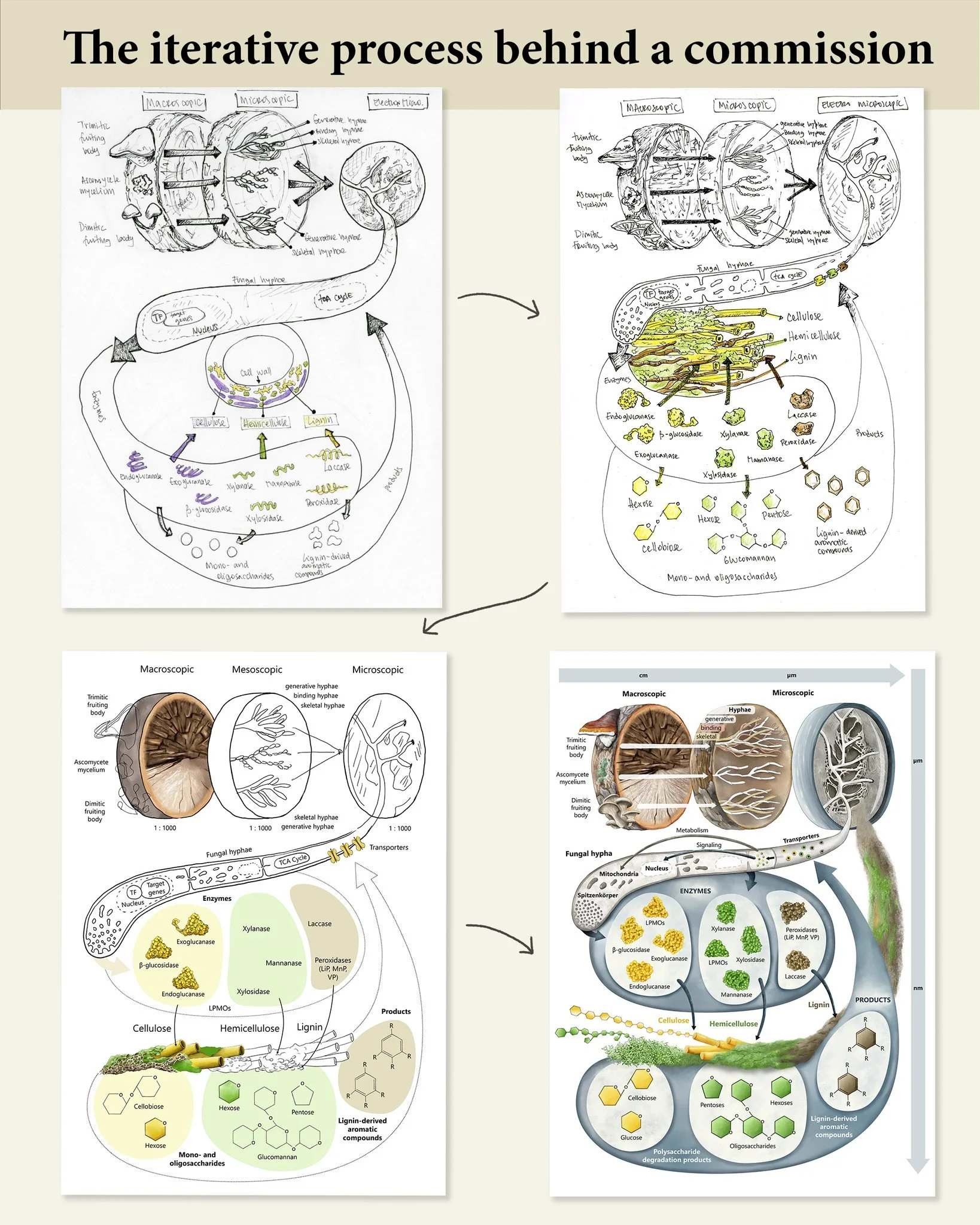 Curious about the process behind bringing a scientific illustration to its final form?

One of the most valuable parts of the process, and what helps bring more and more precision to an illustration, is iteration.

Here, I am sharing the stages behin