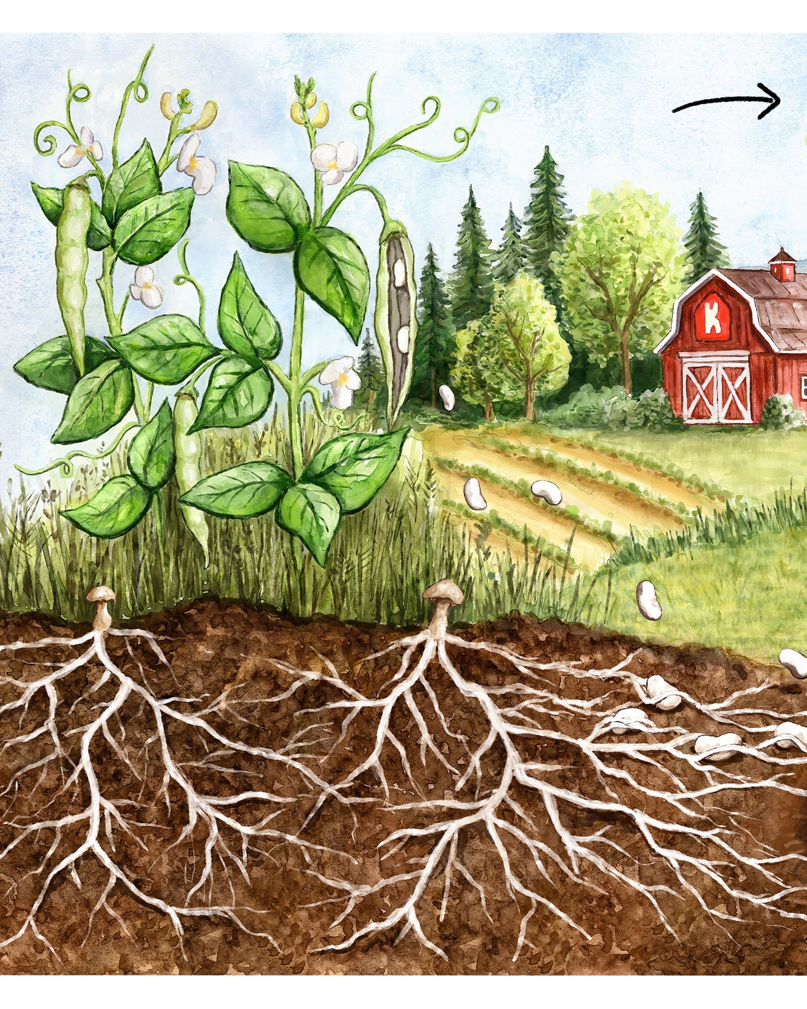Can mycelium fermentation transform plant-based ingredients, such as legumes, into nutritious and delicious food?

A while ago, I created this illustration for @wearekult.farm, an innovative food company that uses the properties of mycelium to develo