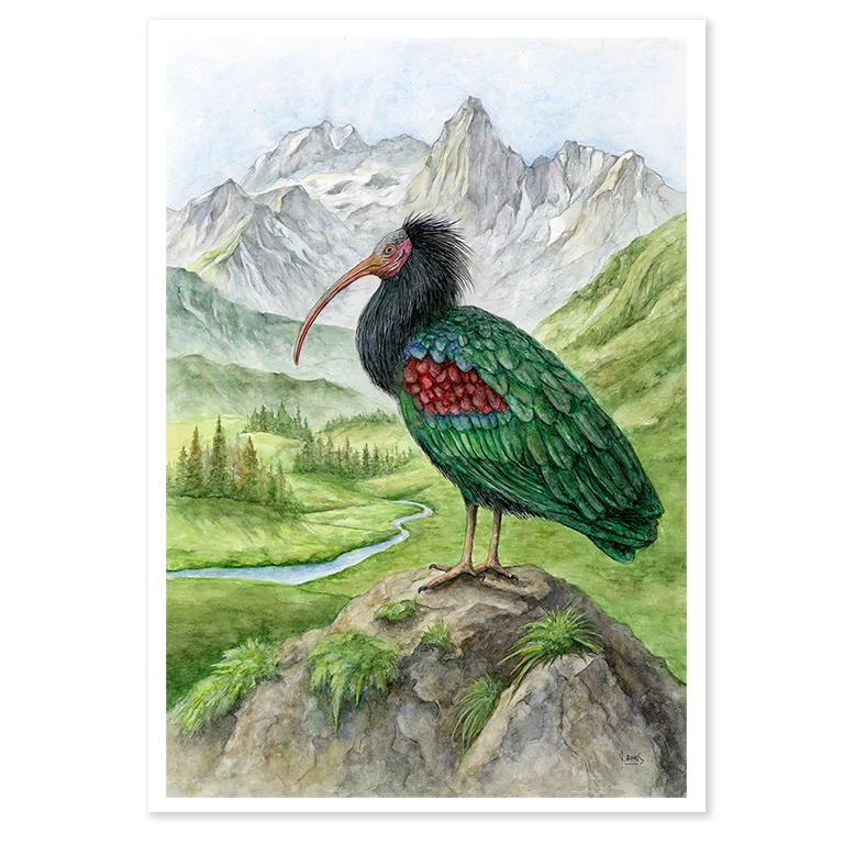 Northern Bald Ibis in the Alps - Print