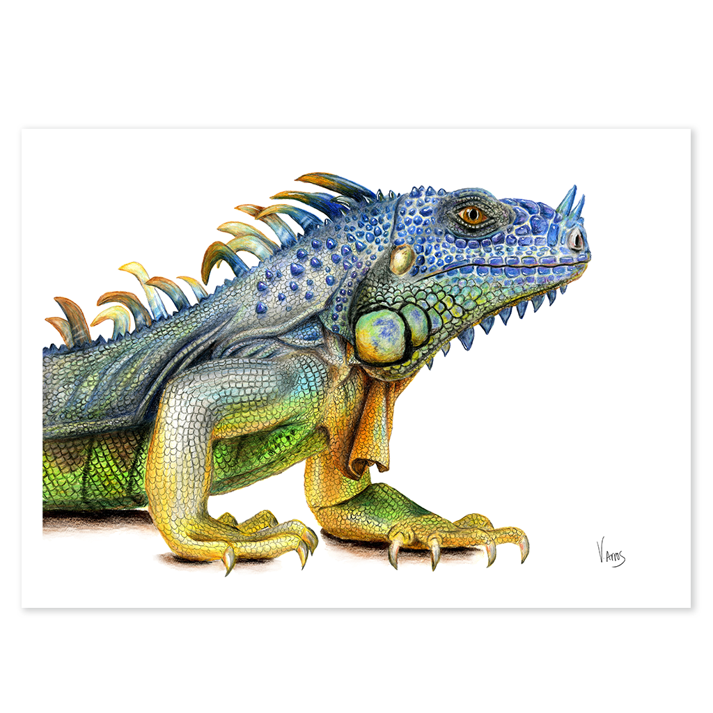 Iguana - Print