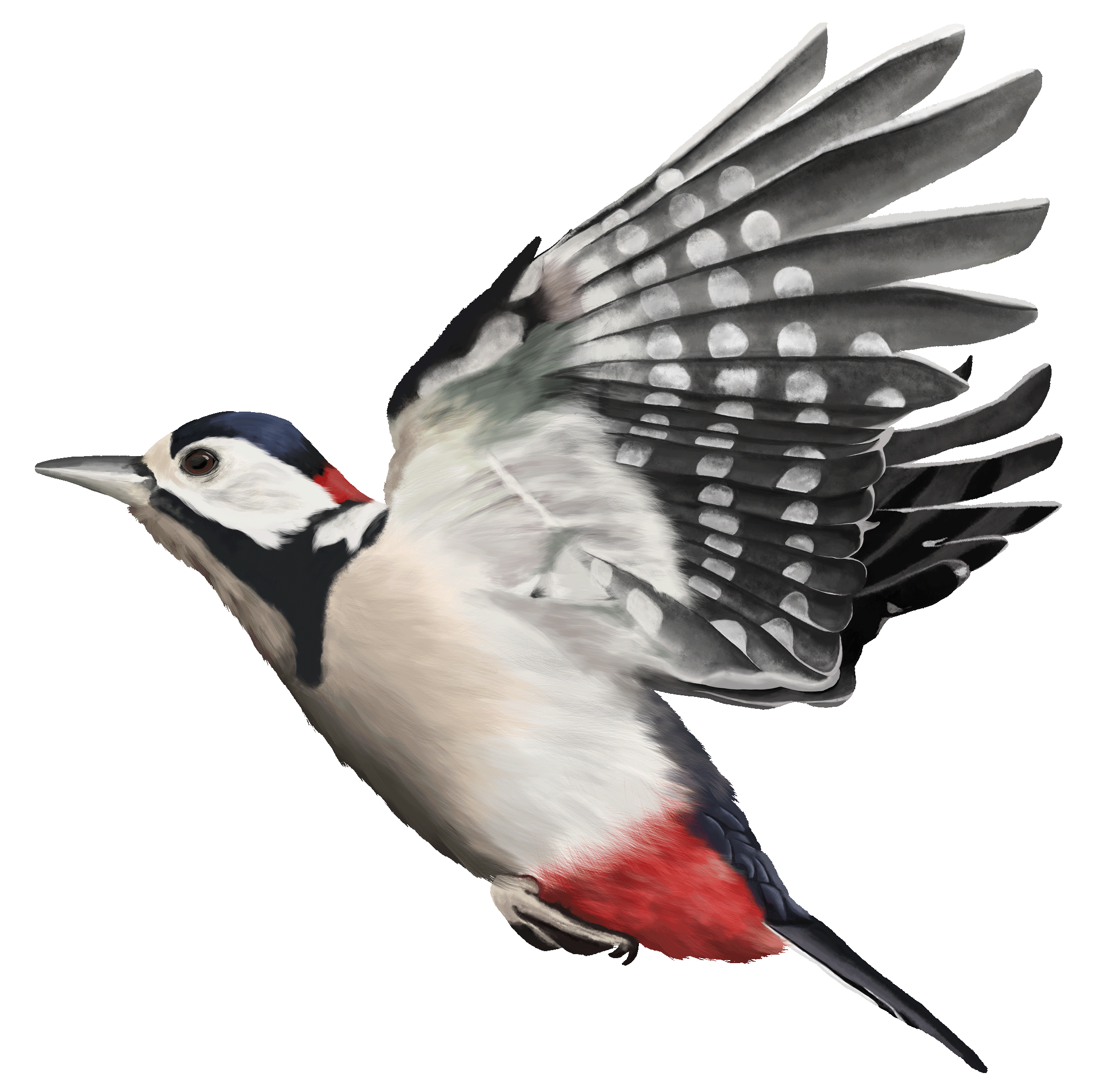 Valentina Arros - Natural Science Illustration