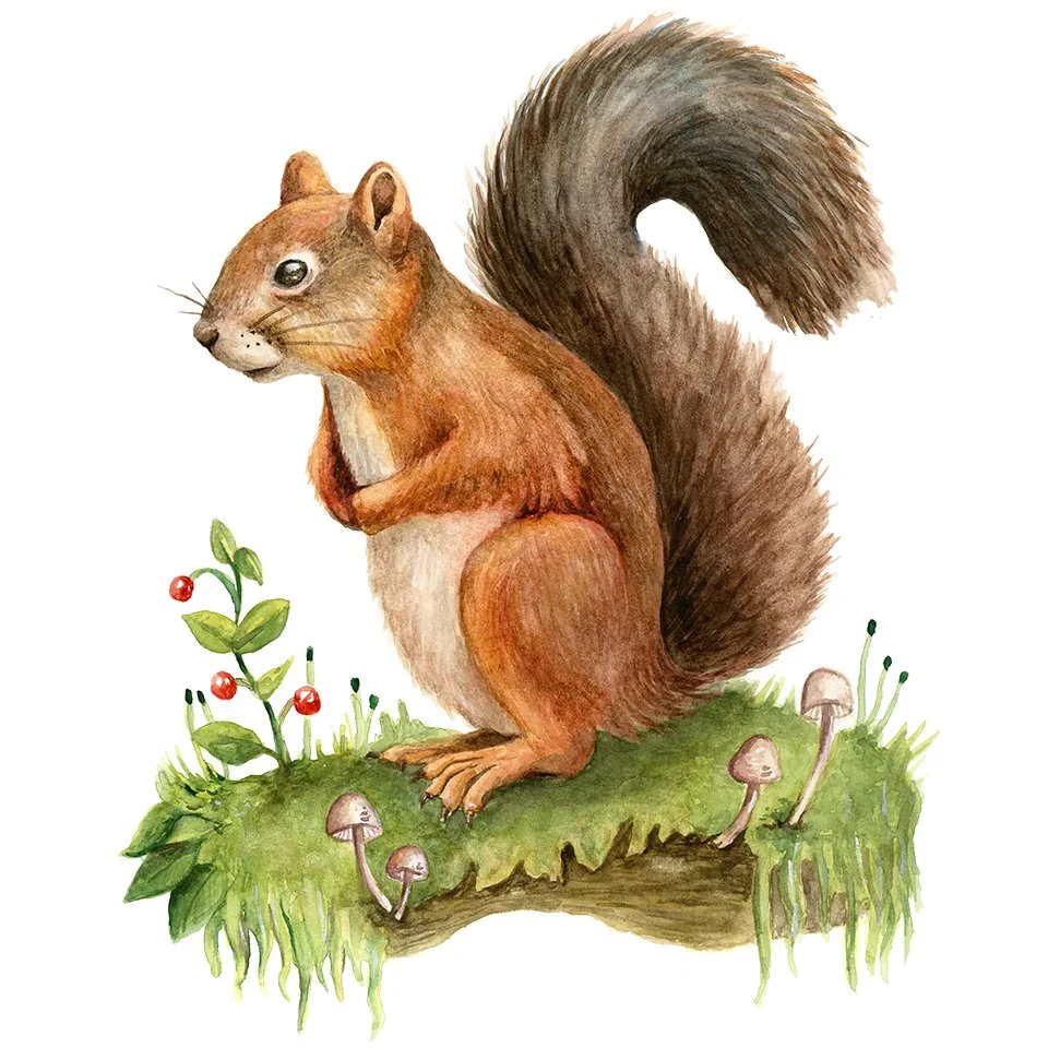 Squirrel Original1.jpg