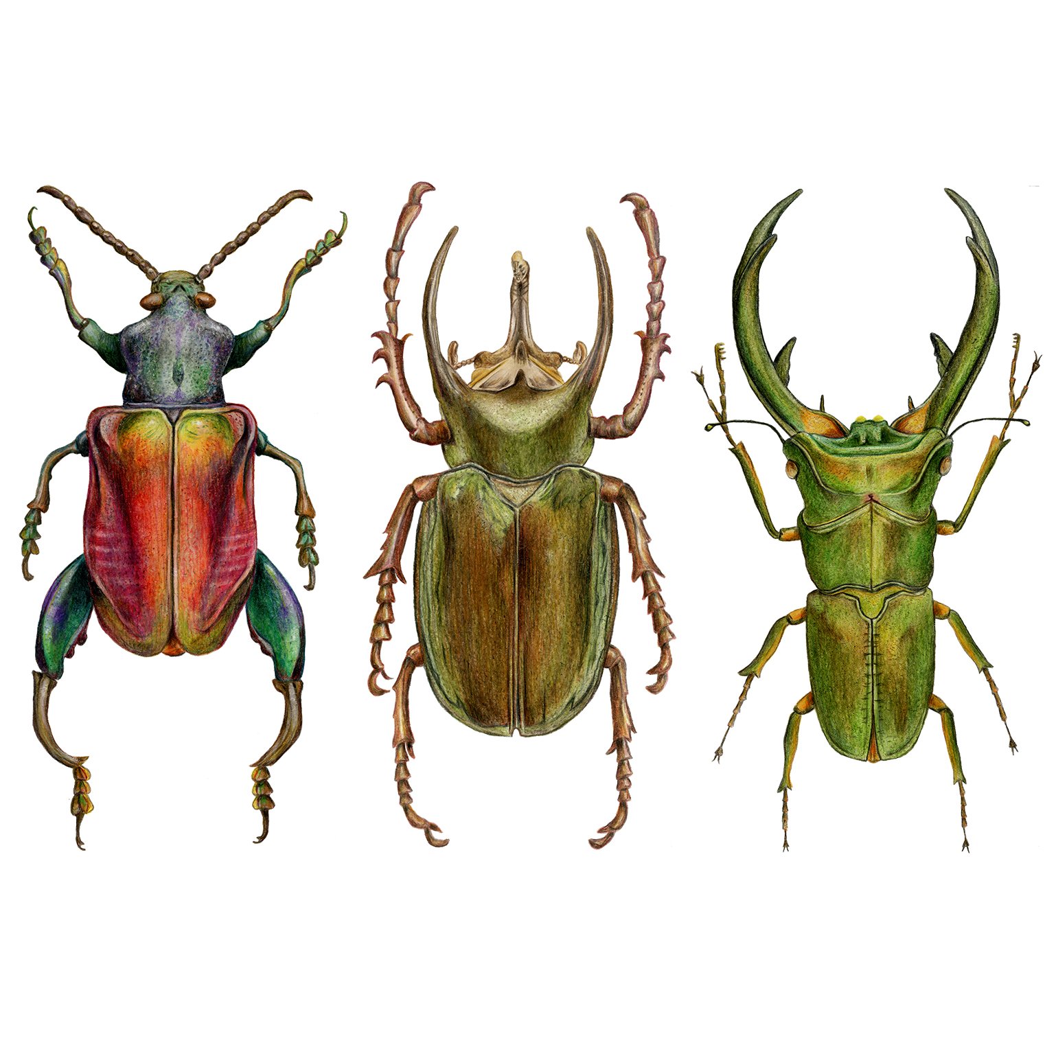 Beetles Original1.jpg