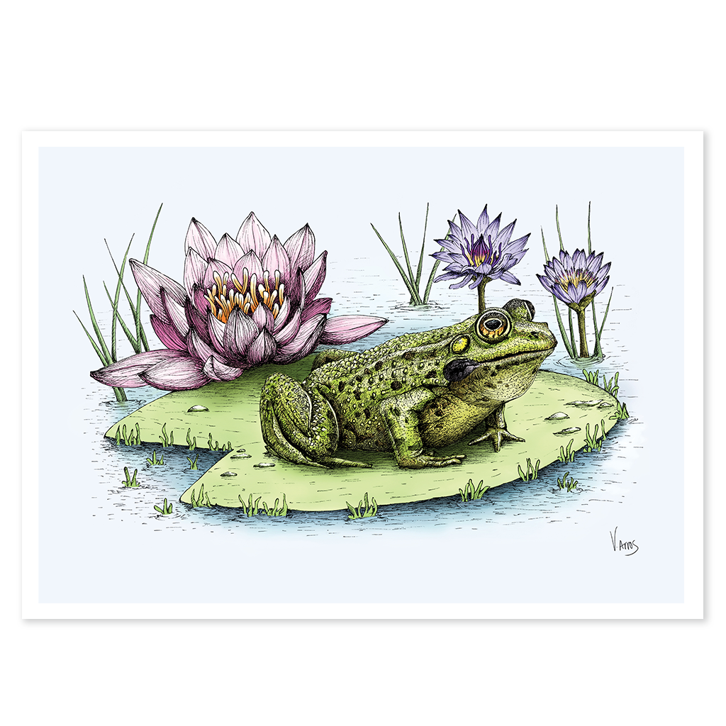 Frog with Water Lily - Print