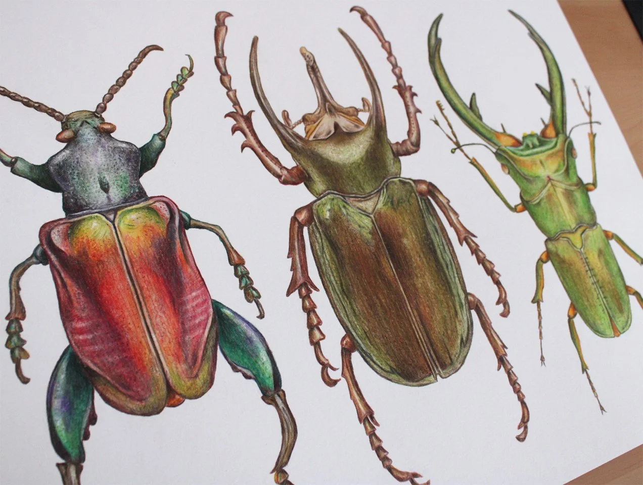 Beetles Original4.png.jpg
