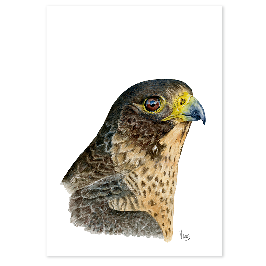 Peregrine Falcon - Print