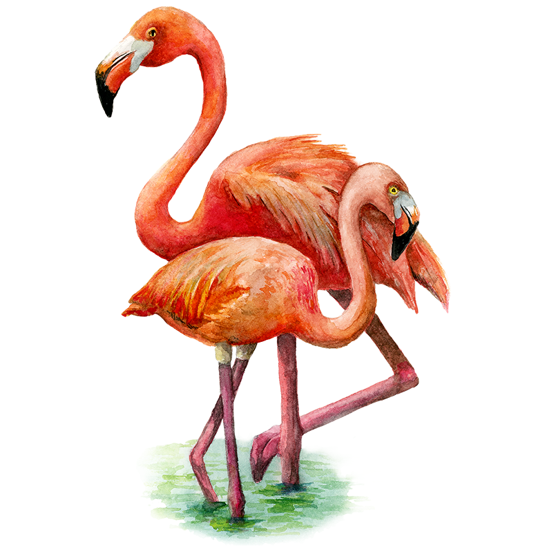 Greater Flamingos - Original