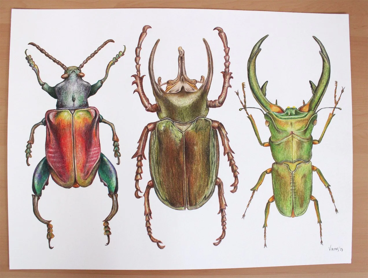 Beetles Original3.png.jpg