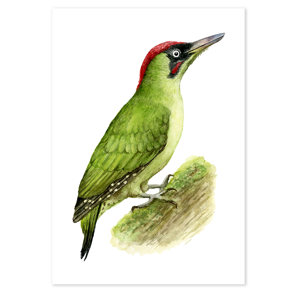 European Green Woodpecker - Print