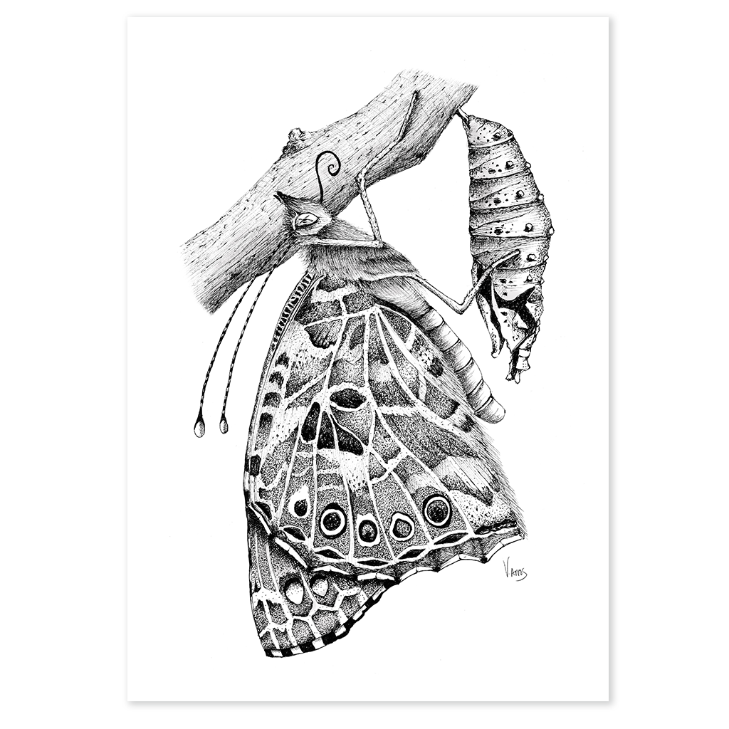 Painted Lady Butterfly - Print