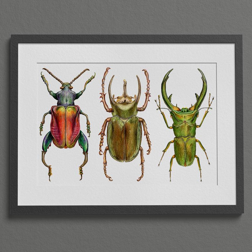 Beetles Original2.png