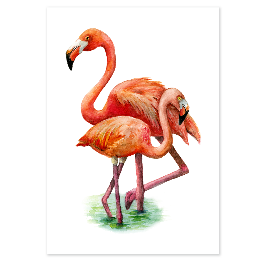 Greater Flamingos - Print