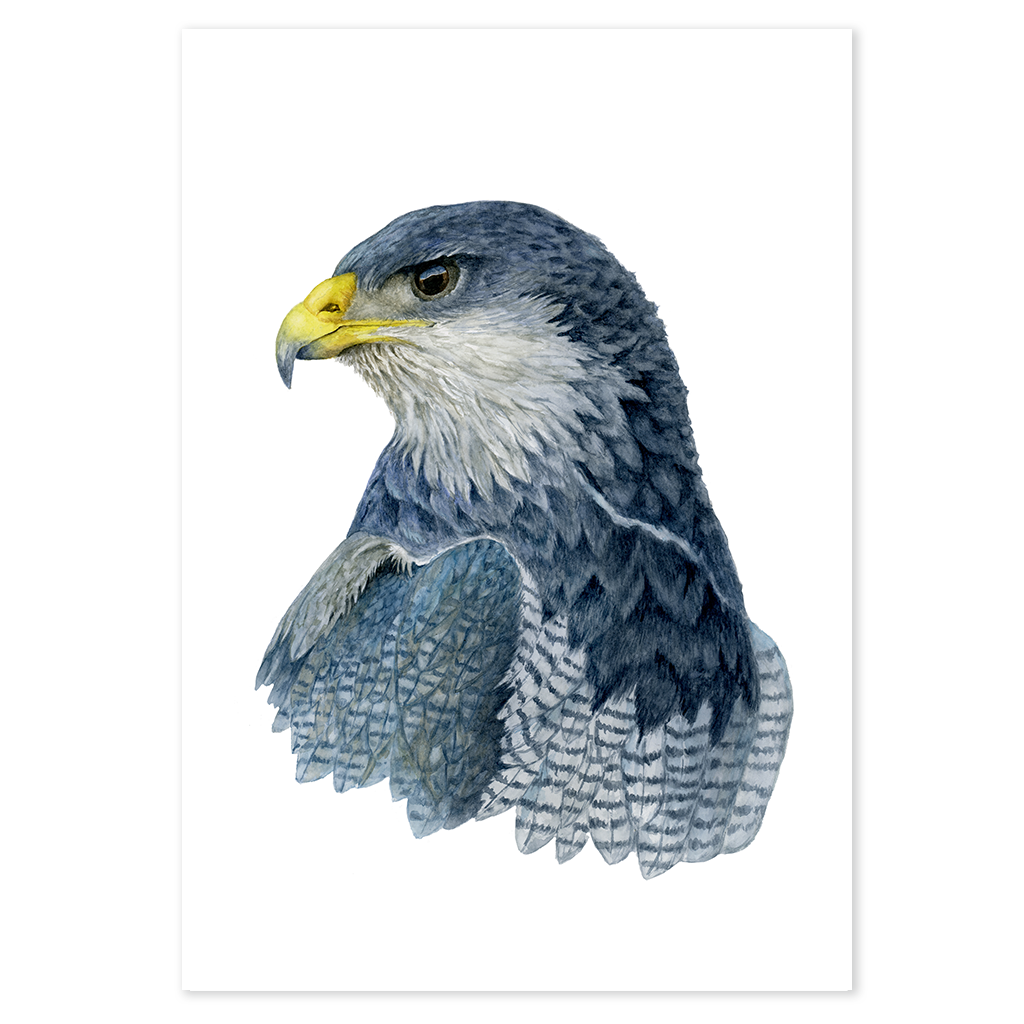 Black-chested Buzzard-Eagle - Print