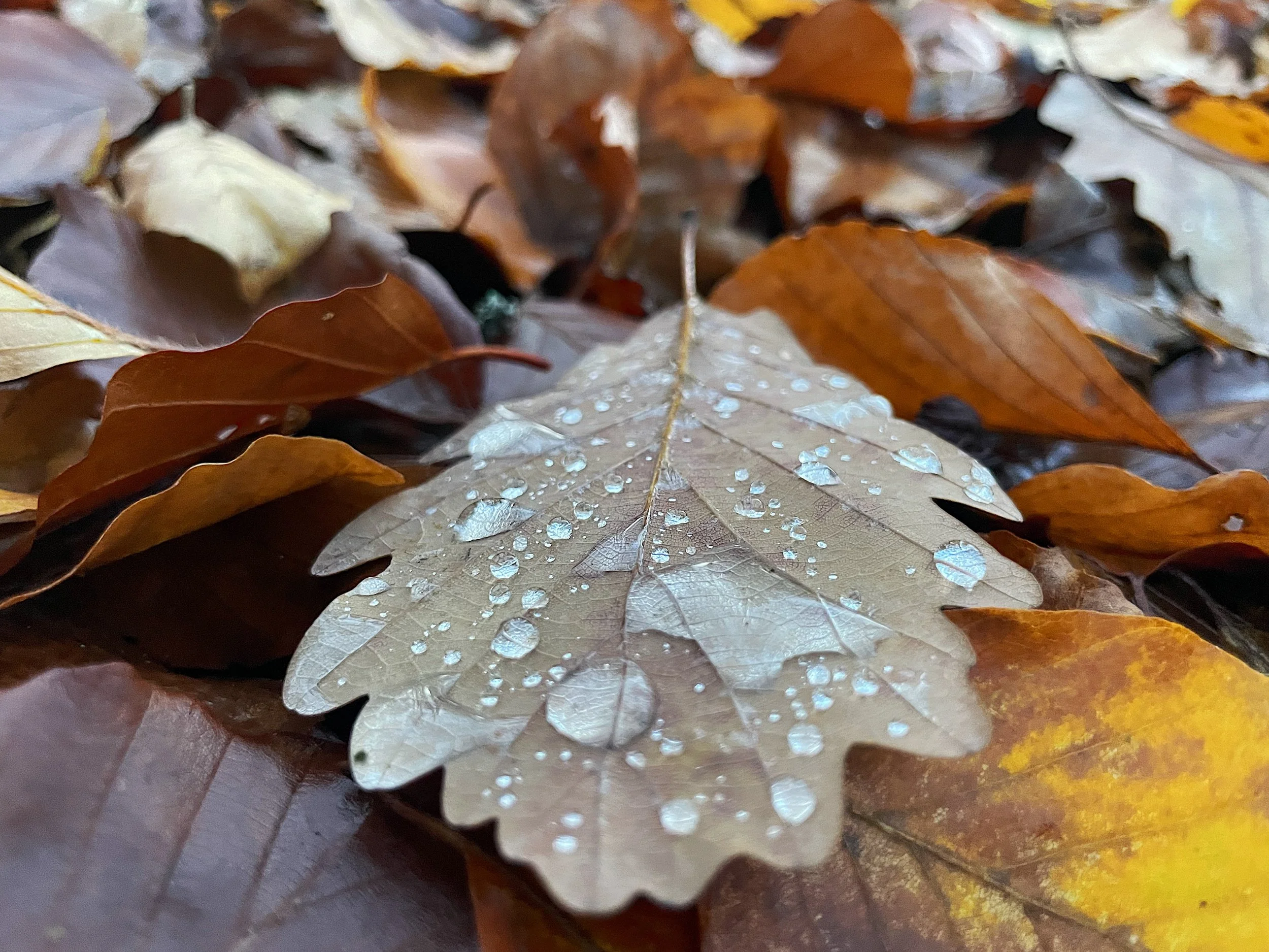 Close-up of a beige oak leaf with water droplets on it, lying among other brown and yellow fallen autumn leaves.