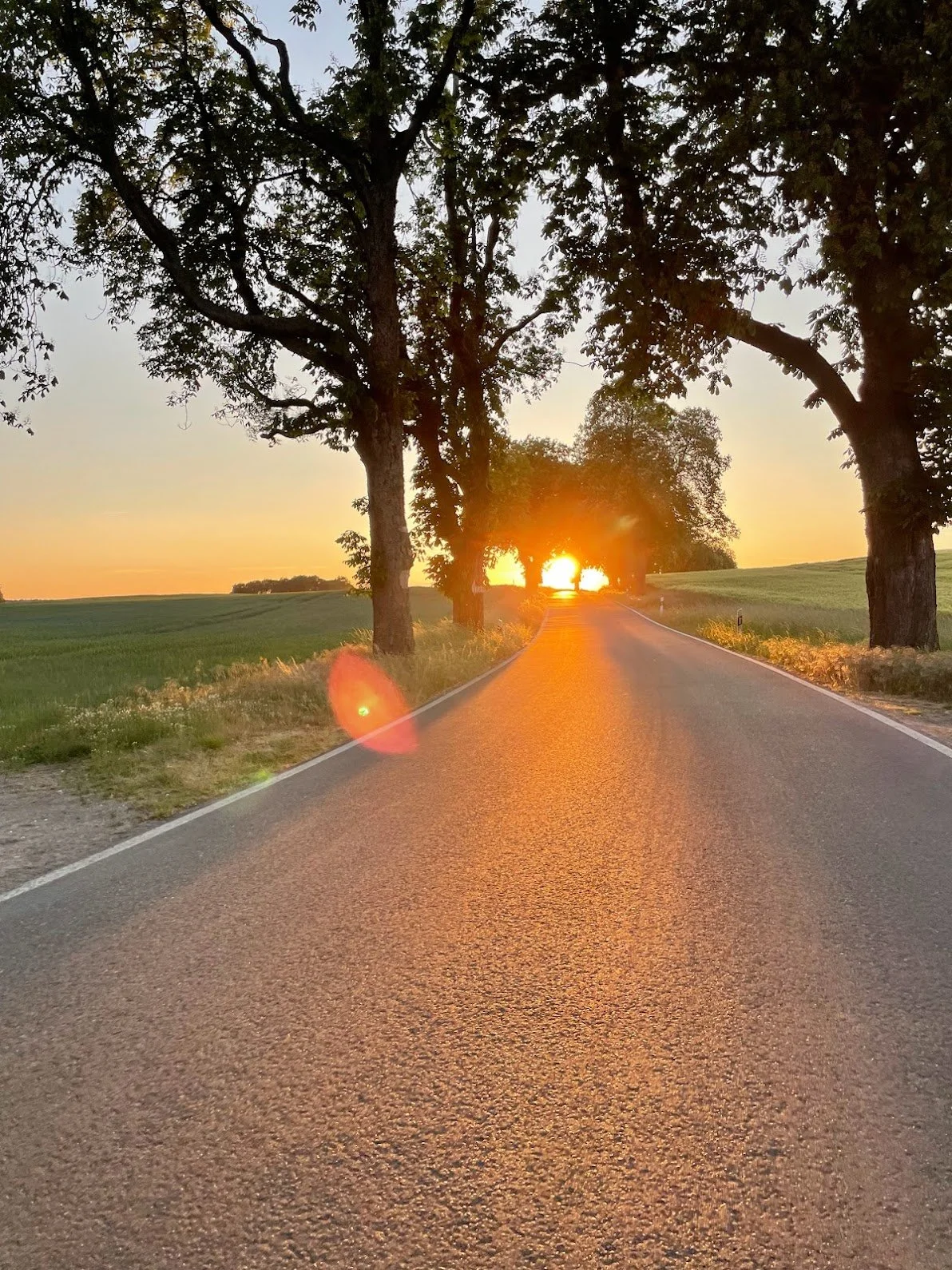 A paved country road lined with large trees on both sides, with the sun setting on the horizon, creating a warm glow and a lens flare effect.