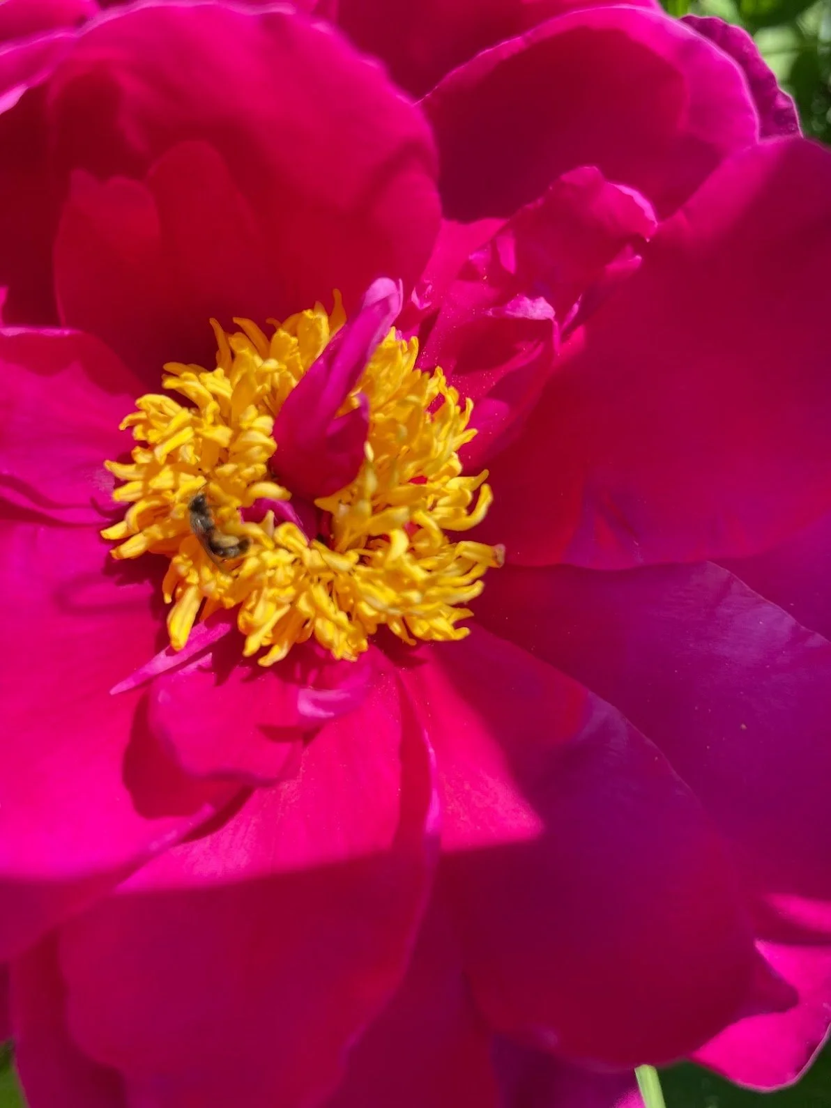 Close-up of a vibrant pink peony flower with yellow stamens and a bee collecting pollen.