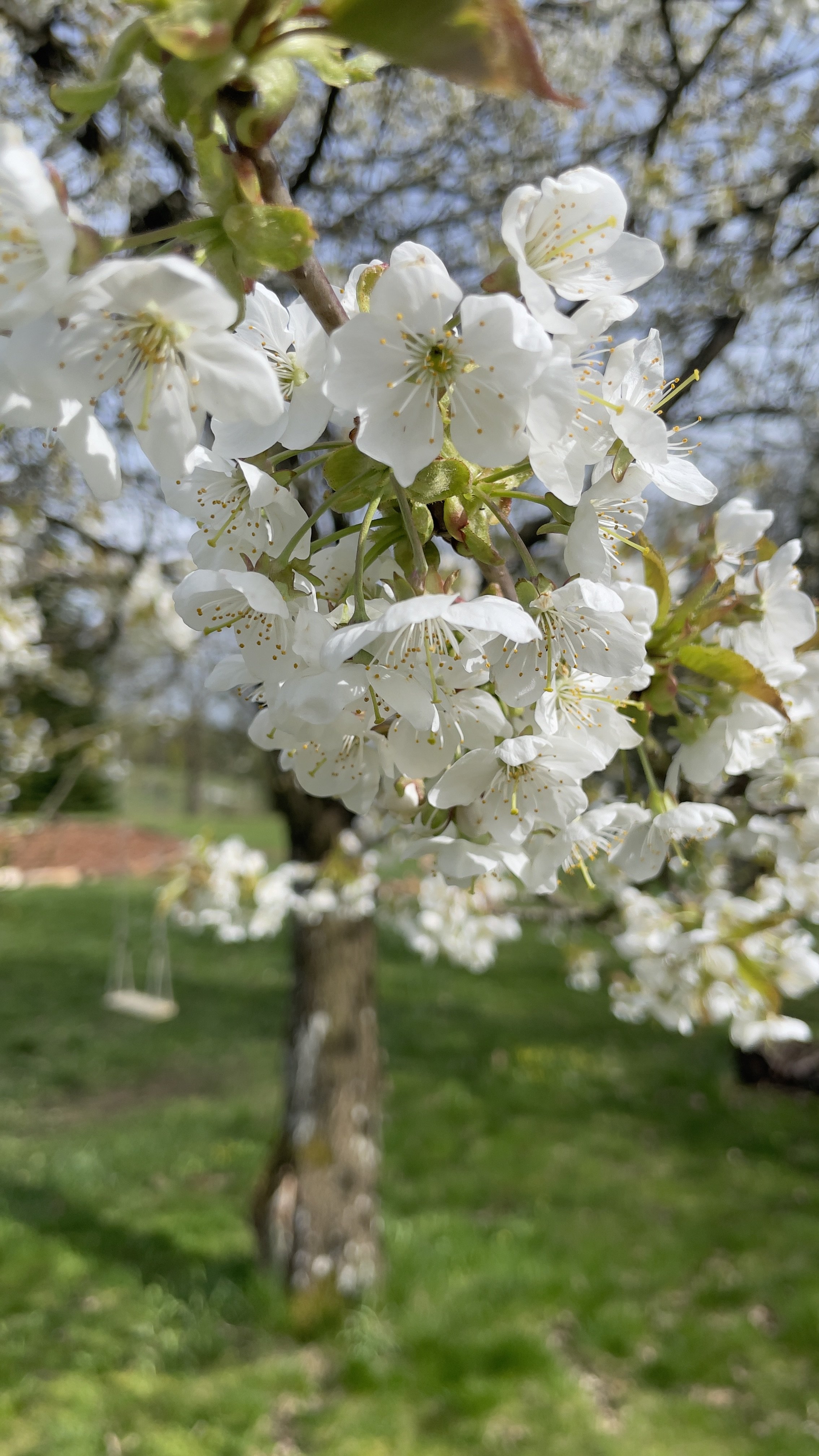 Close-up of white cherry blossoms on a tree branch in spring, with a blurred background of green grass, a swing, and trees.