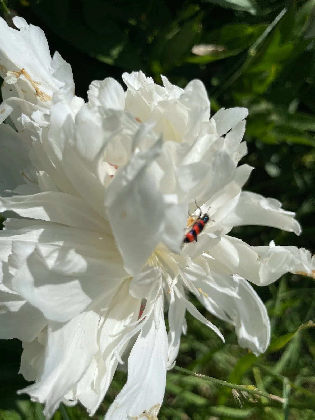 Close-up of a large white flower with a small red and black insect on one of its petals, surrounded by green leaves.