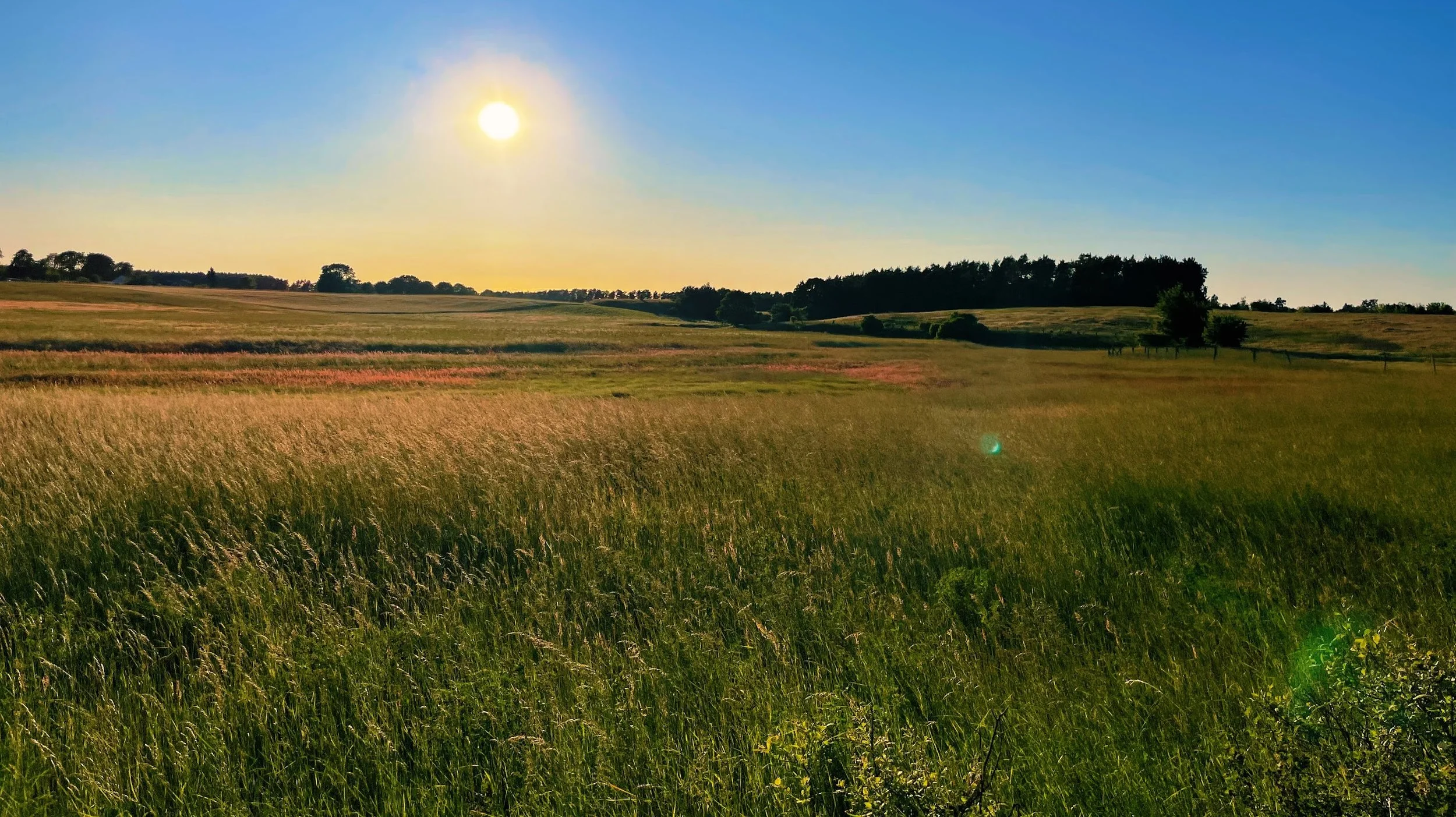 A scenic landscape of a sunny field with tall grass, trees in the distance, and a bright sun in a clear blue sky.