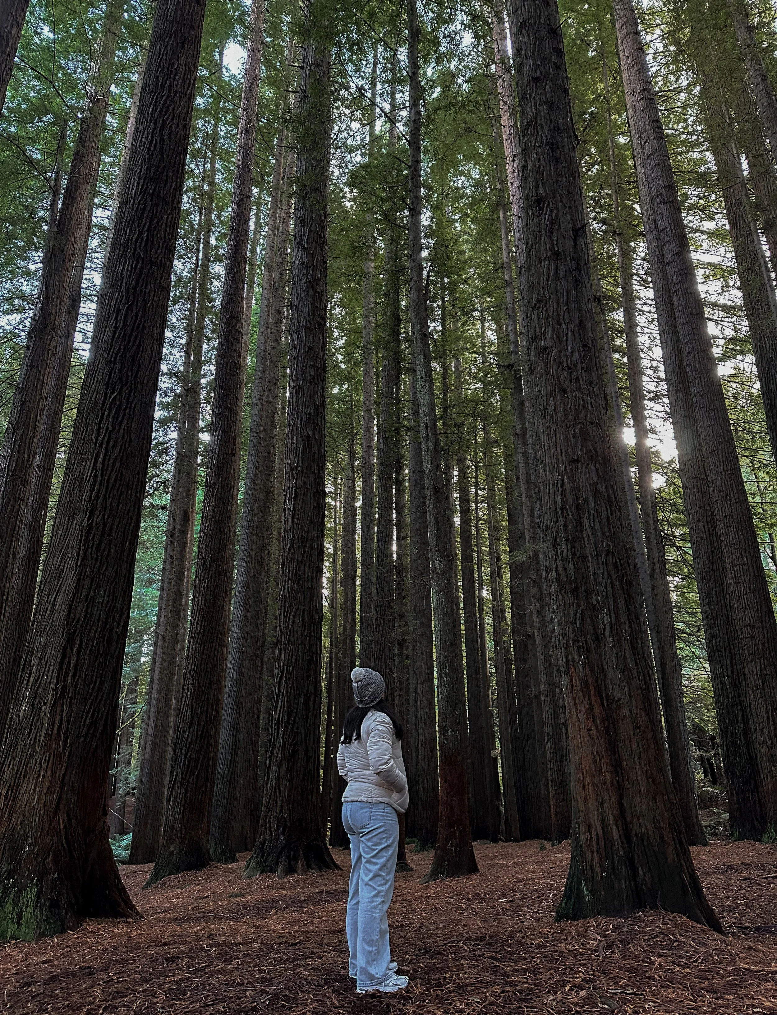 the otway redwoods