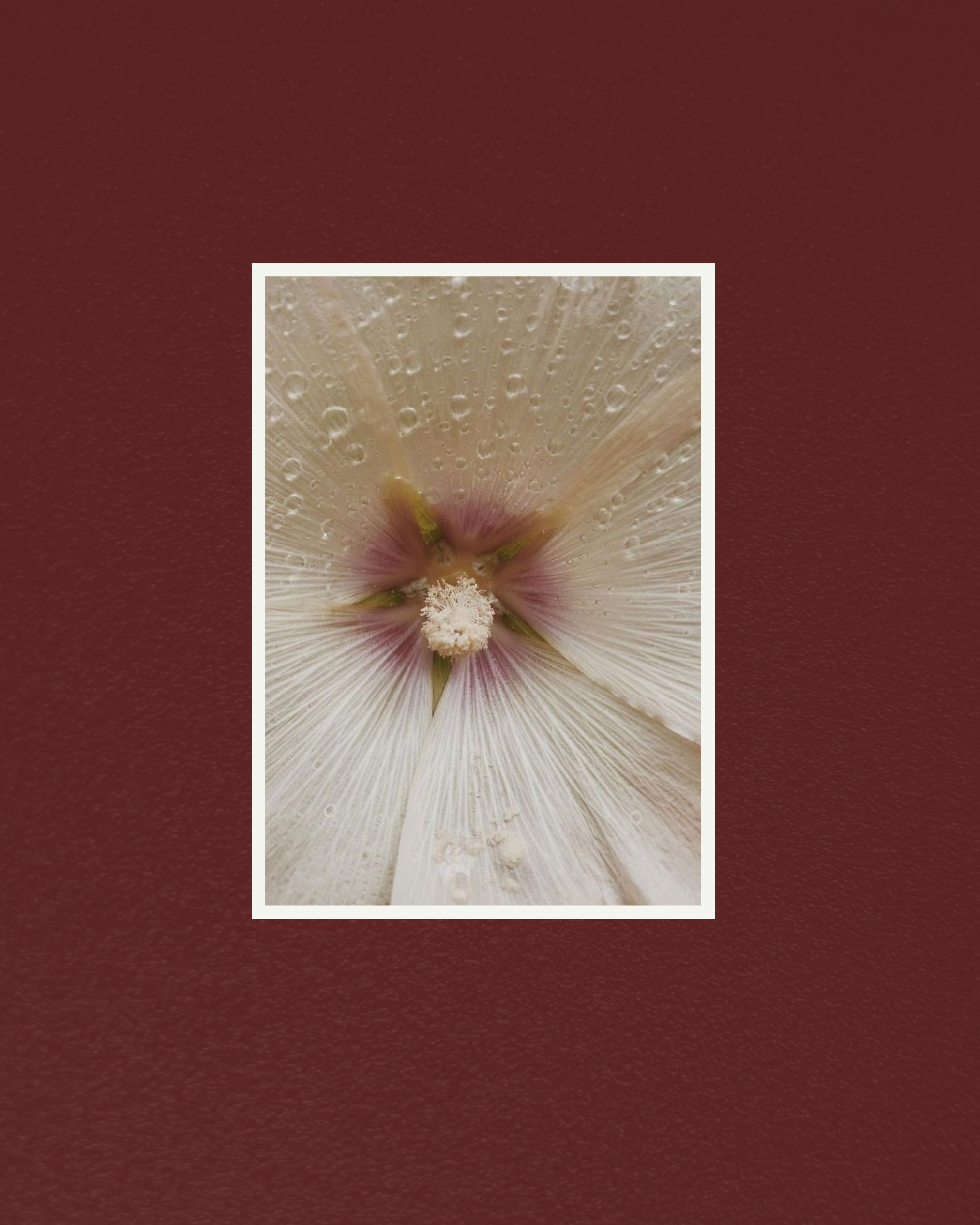 Close-up of a white flower with drops of water on its petals.