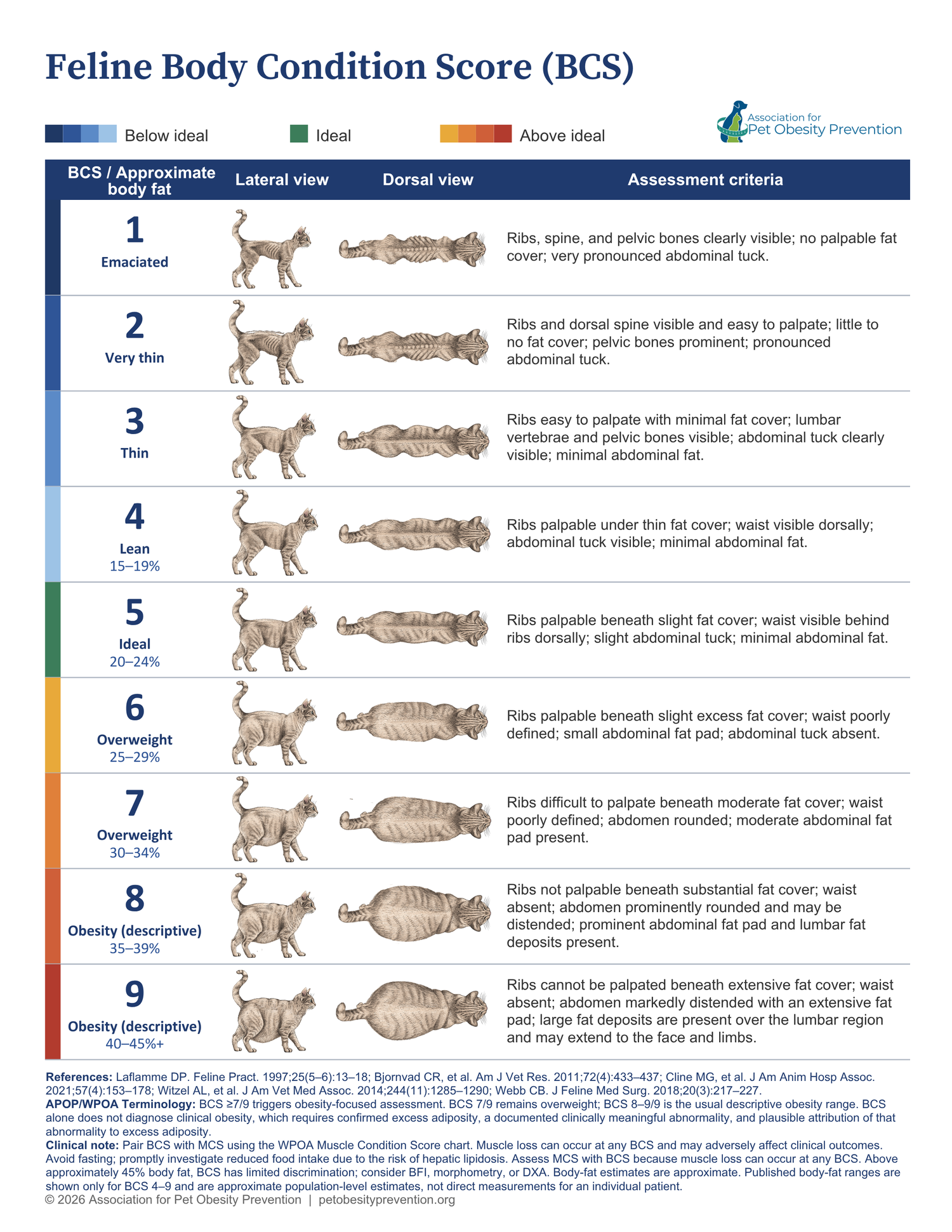 Detailed 9-point cat body condition score chart