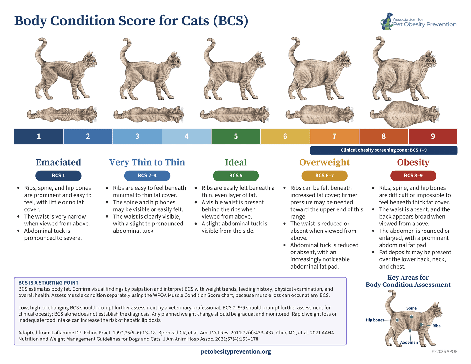Simplified English cat Body Condition Score guide