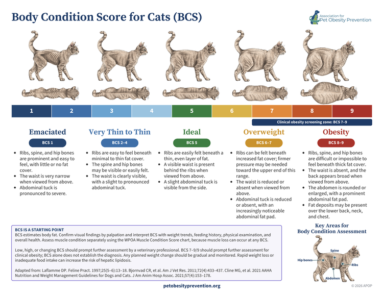 Cat Body Condition Score preview