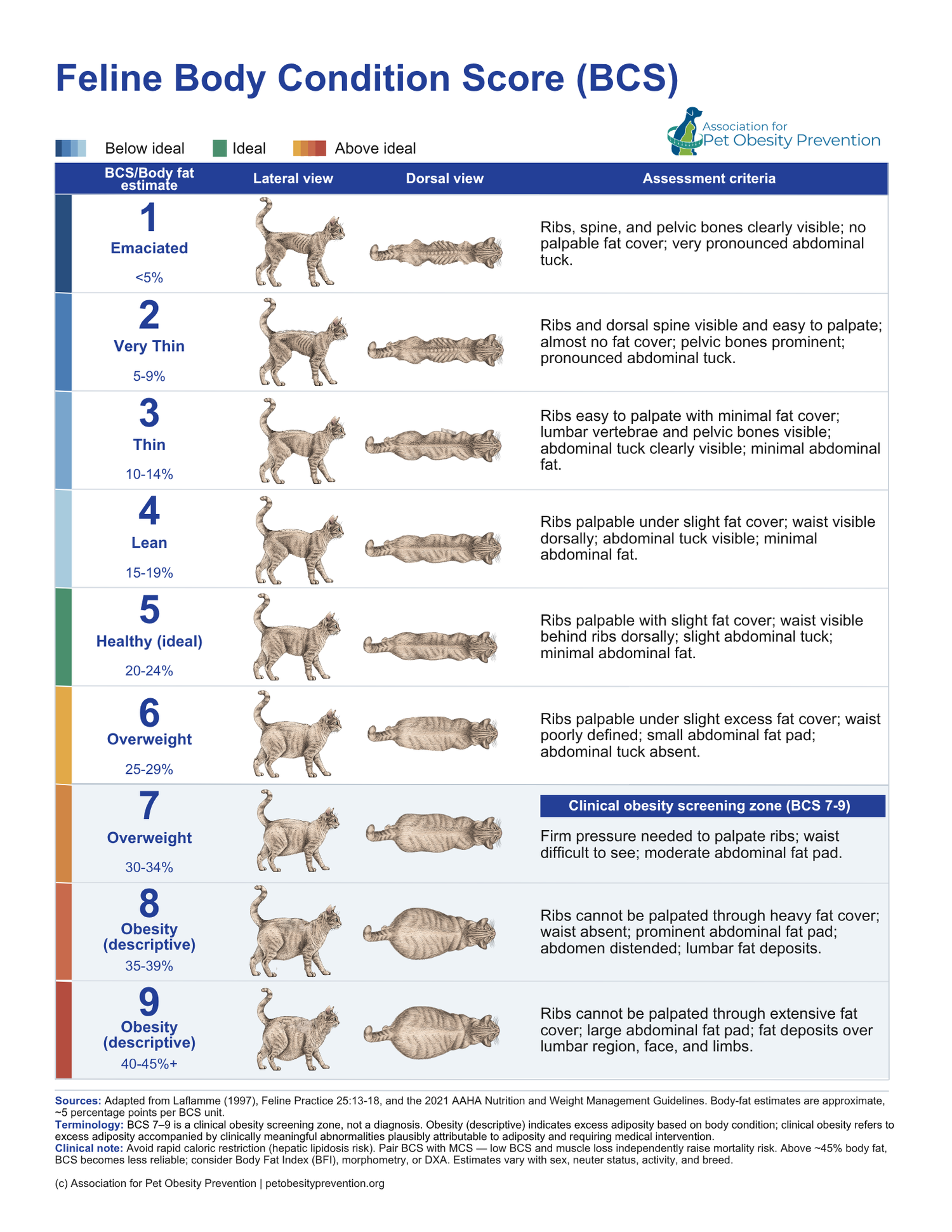Feline Body Condition Score chart preview