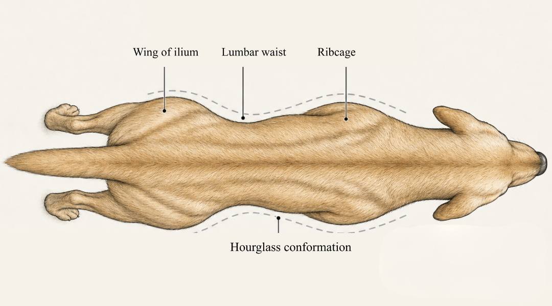 Waist assessment illustration