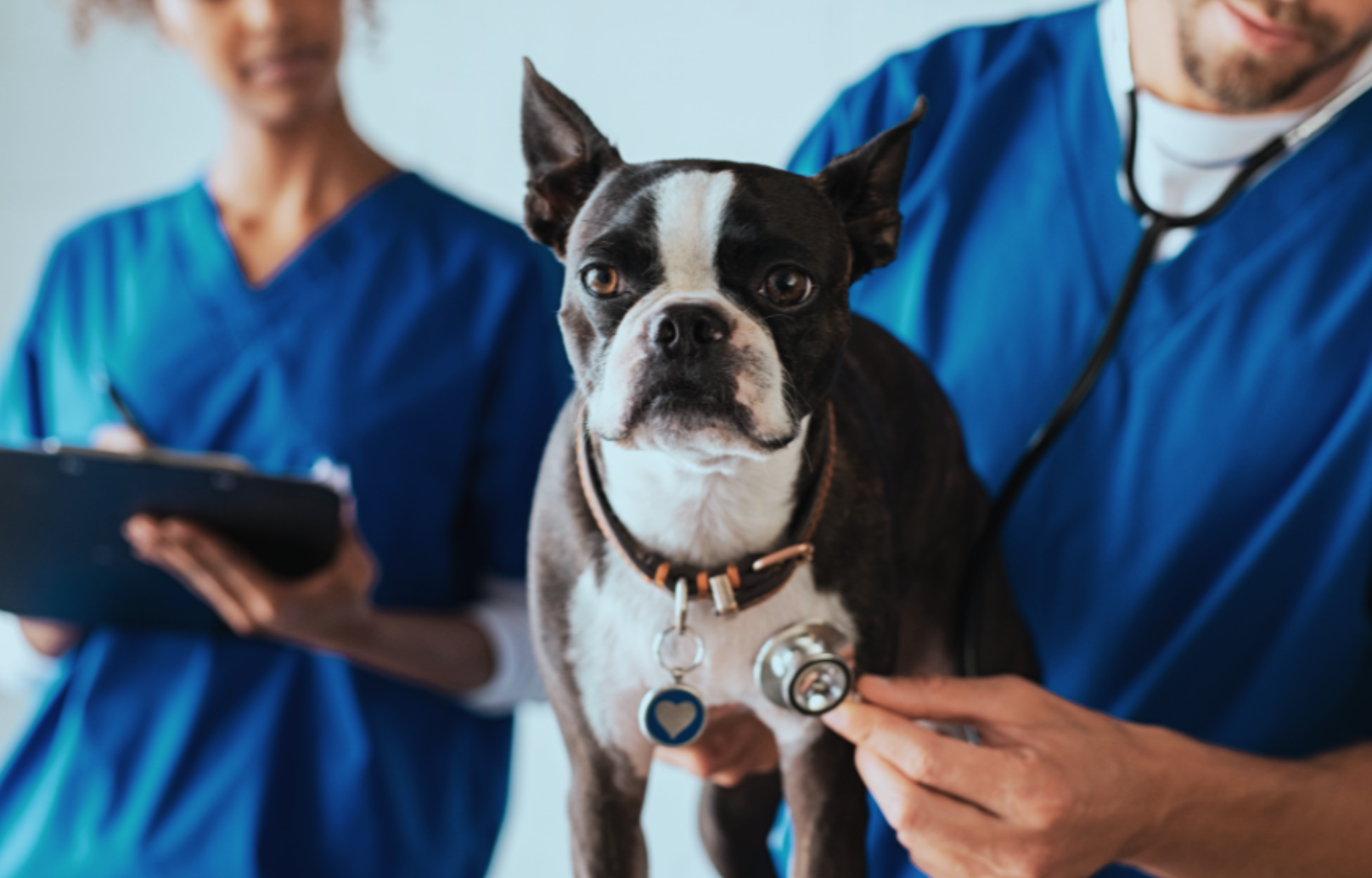 World Pet Obesity Association - Small Breed Obesity Statistics