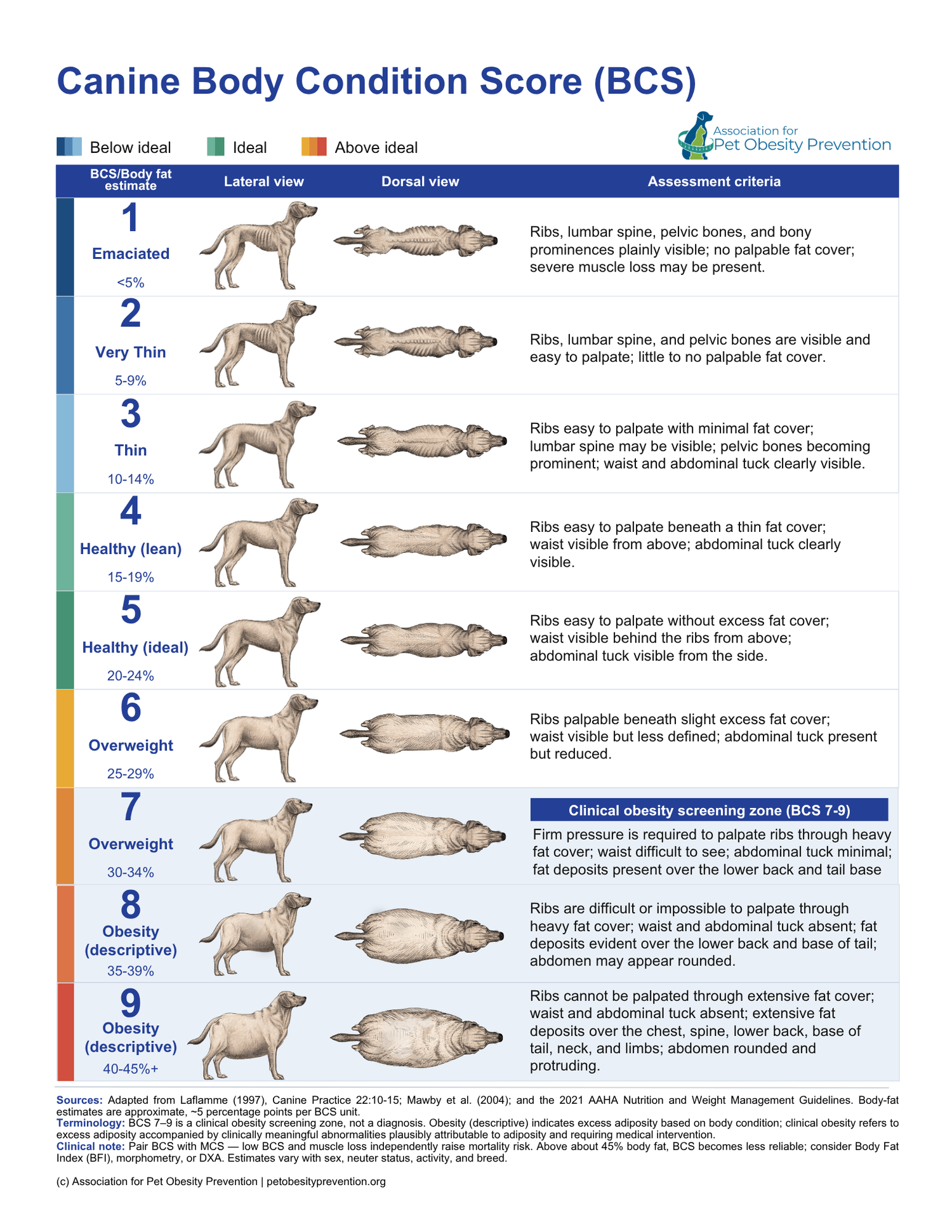 Canine Body Condition Score chart preview