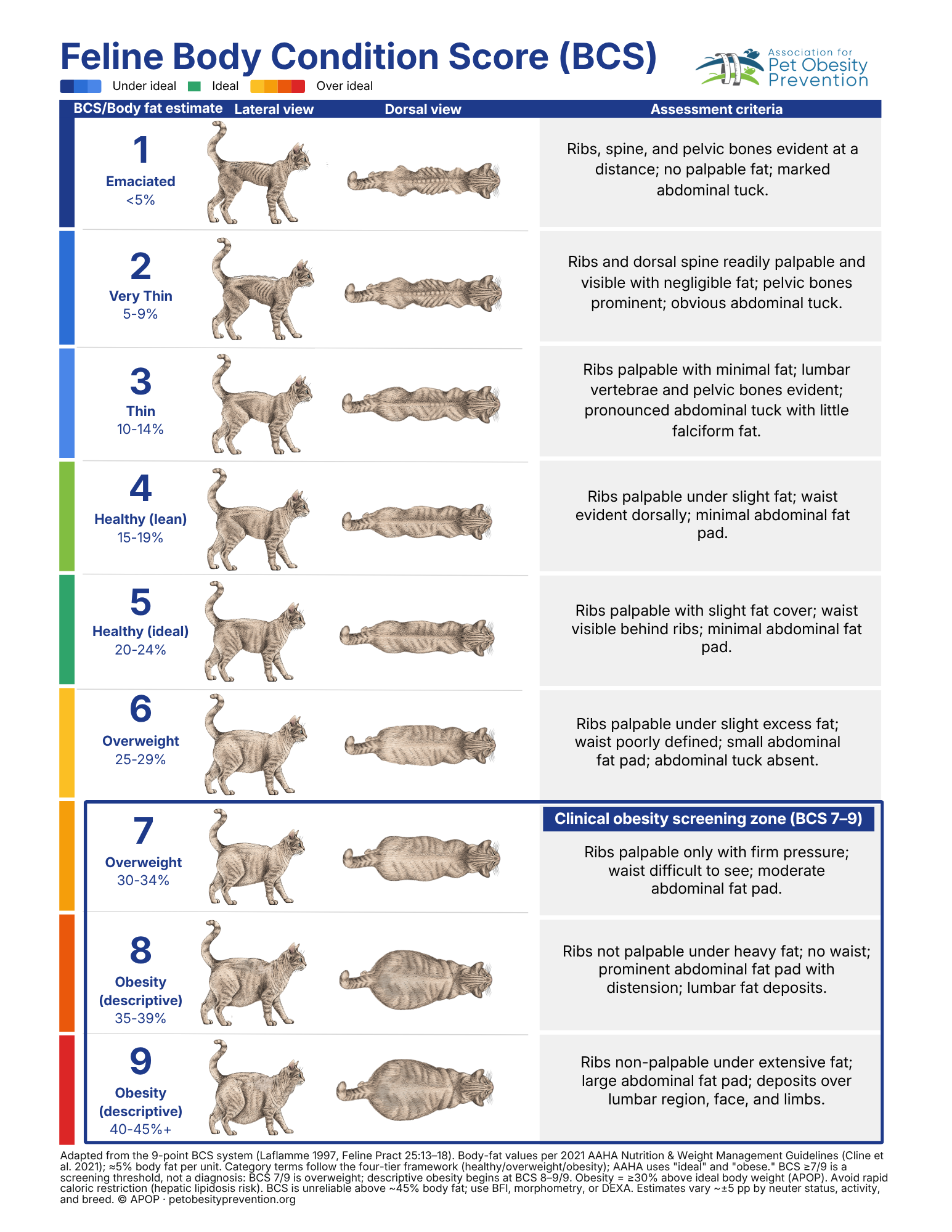 Feline Body Condition Score chart, English