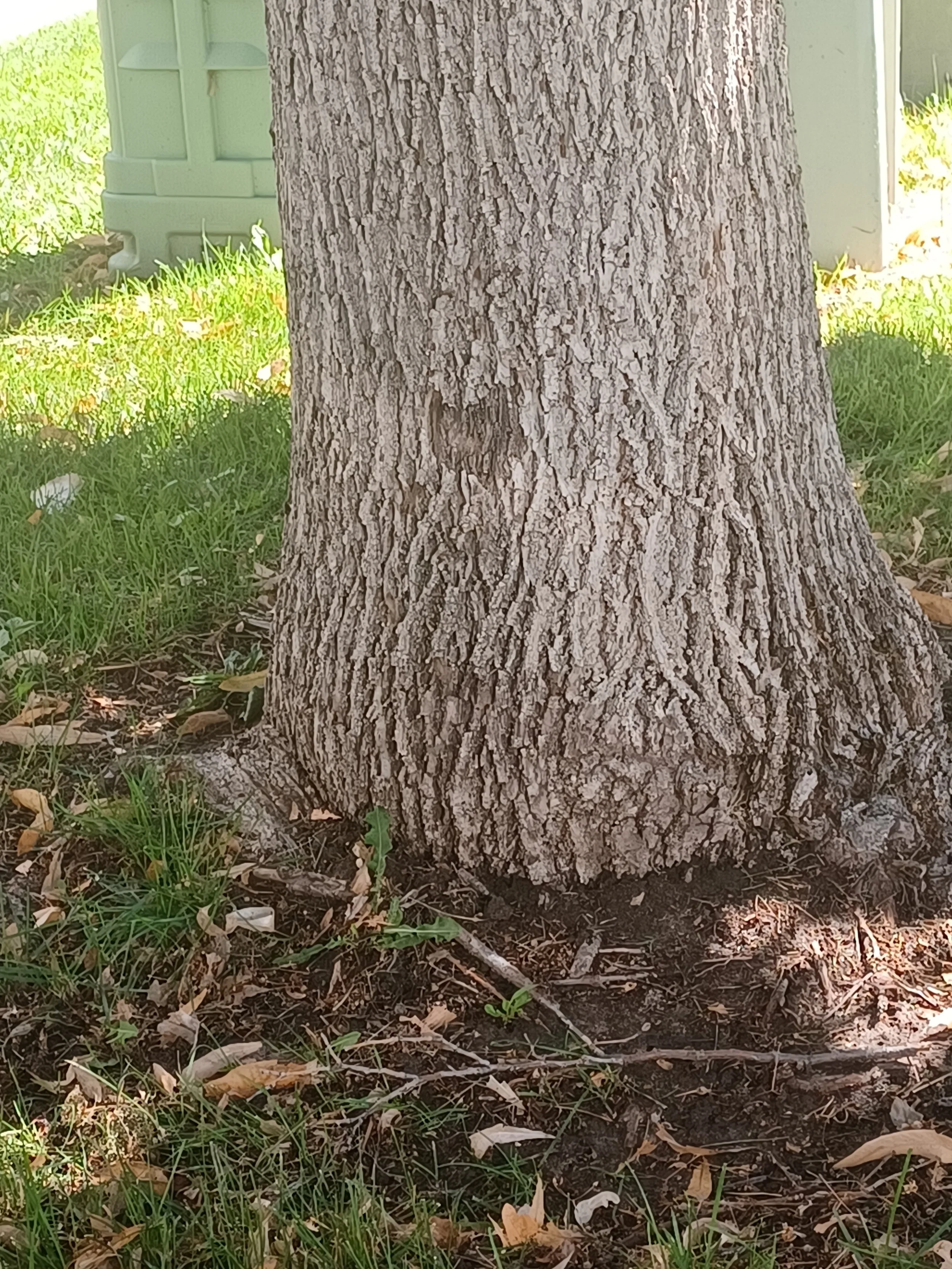 Love Grows Here