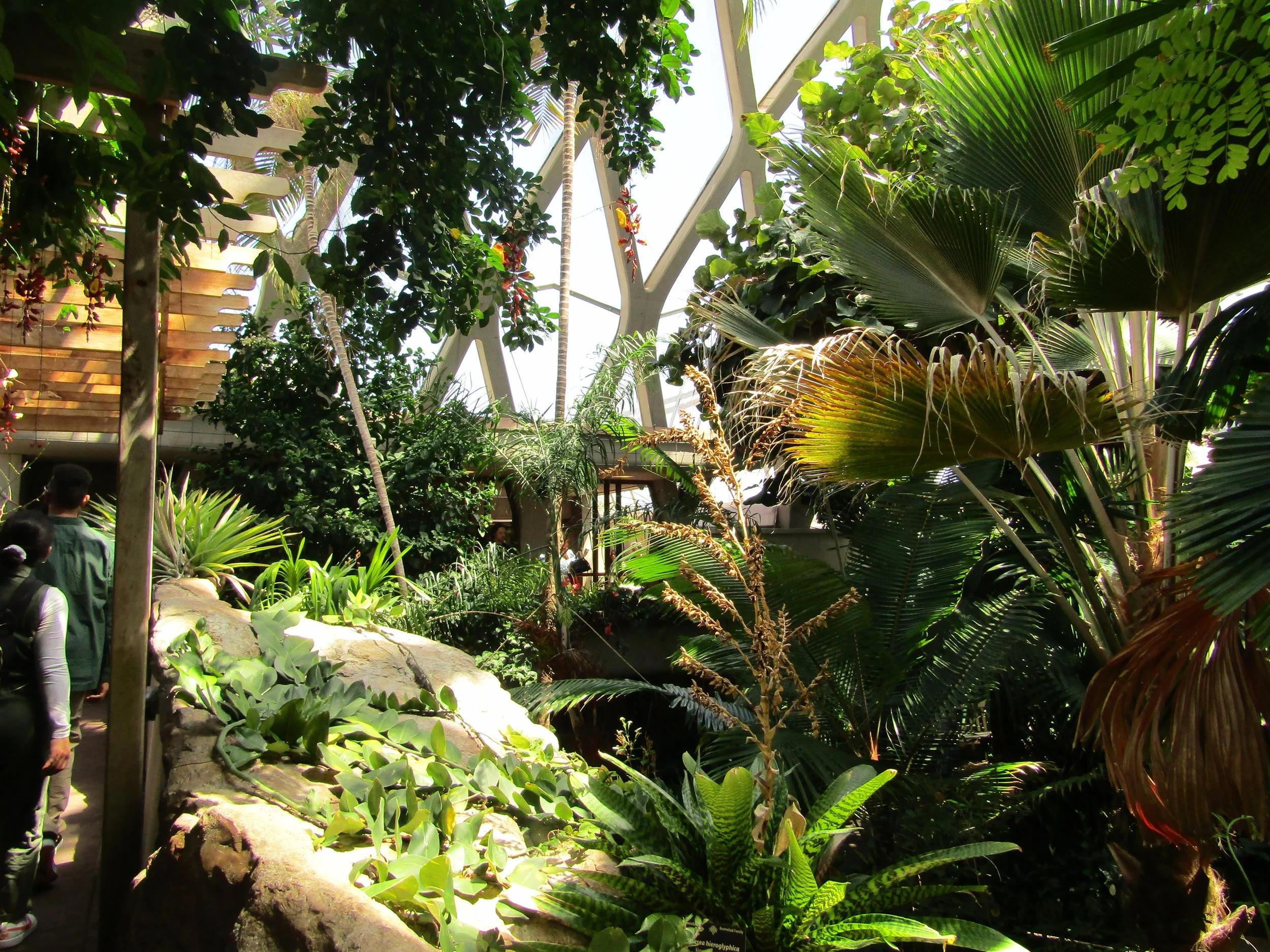 Amazon Rain Forest.JPG