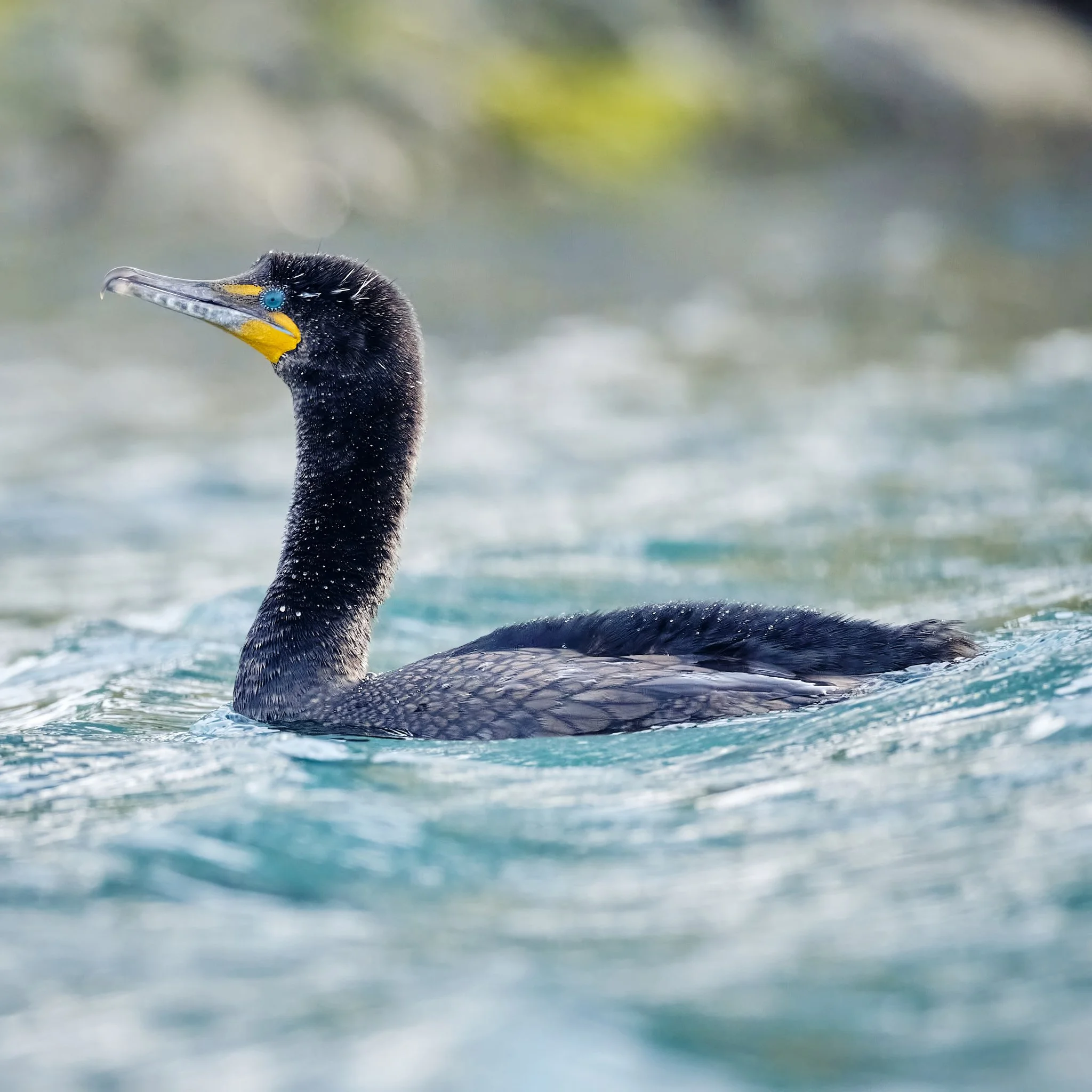 Cormorants and Anhingas Collection