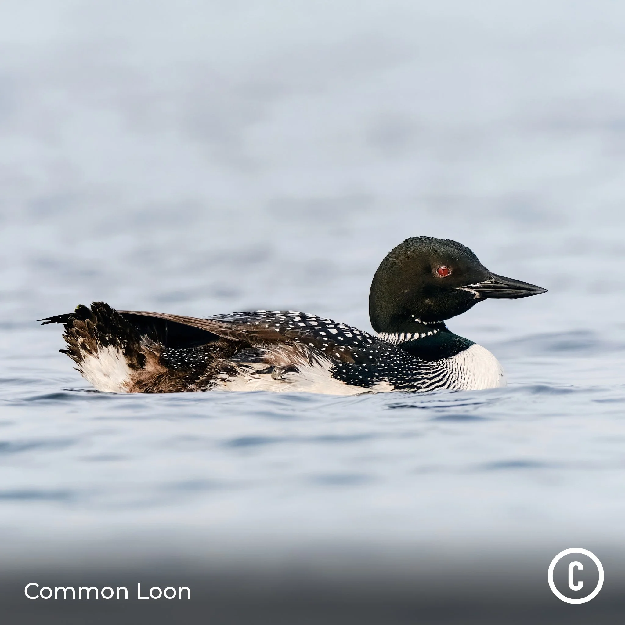Common Loon