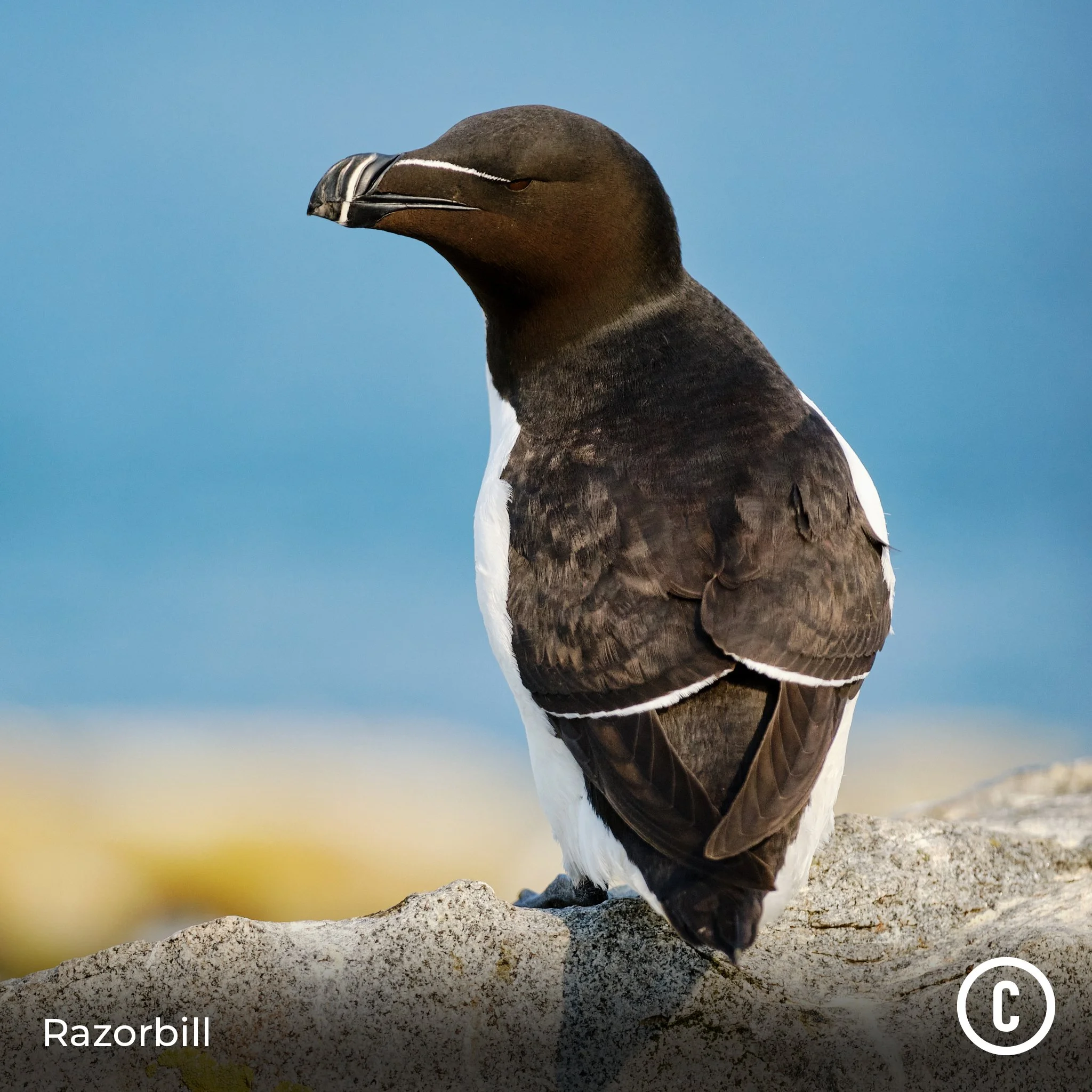 Razorbill