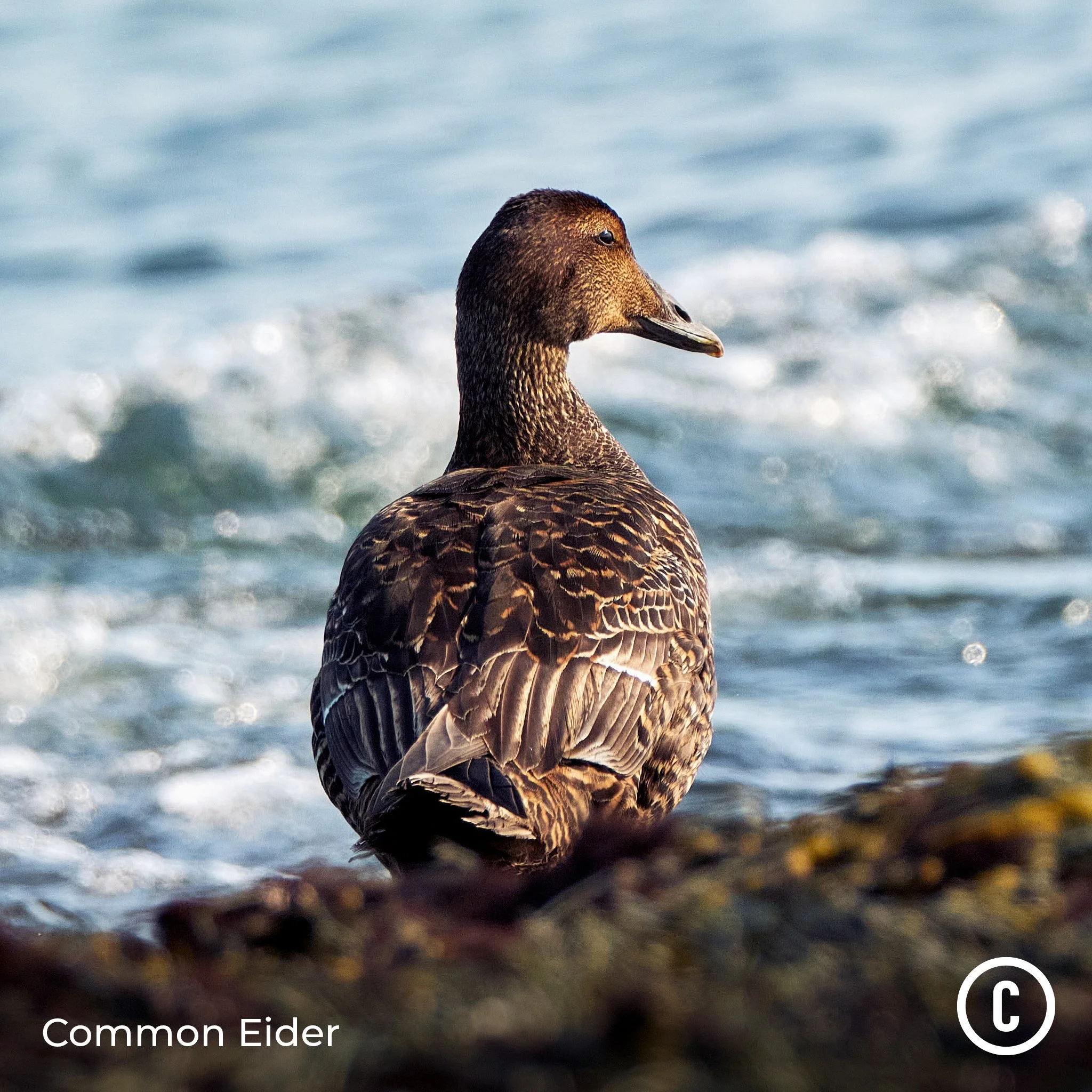 Common Eider