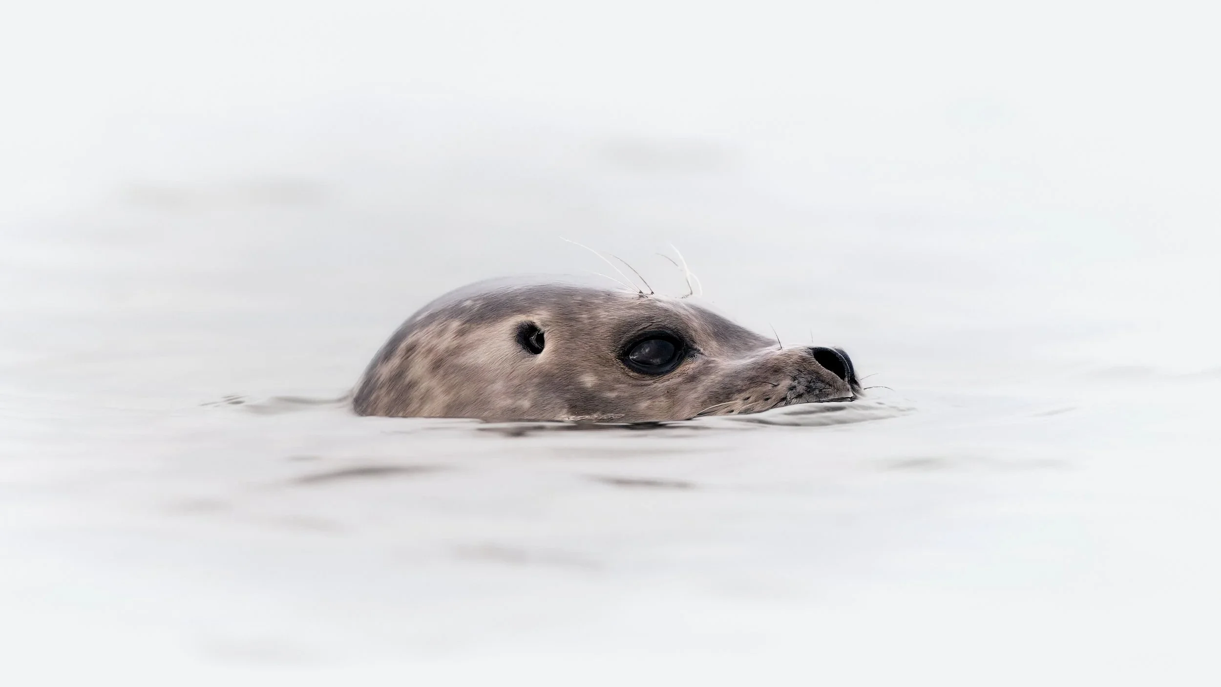 Harbor Seal in the Elkhorn Slough