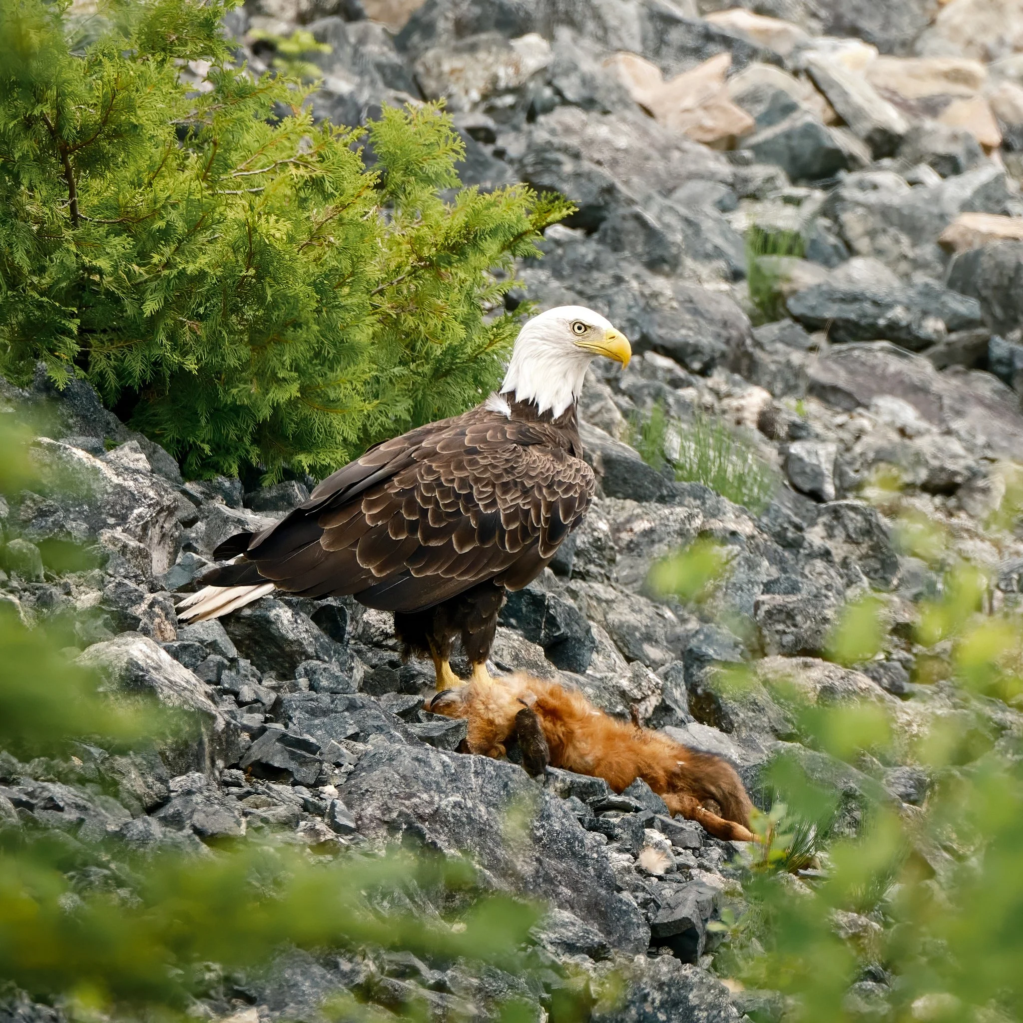Bald Eagle and Red Fox circle of life