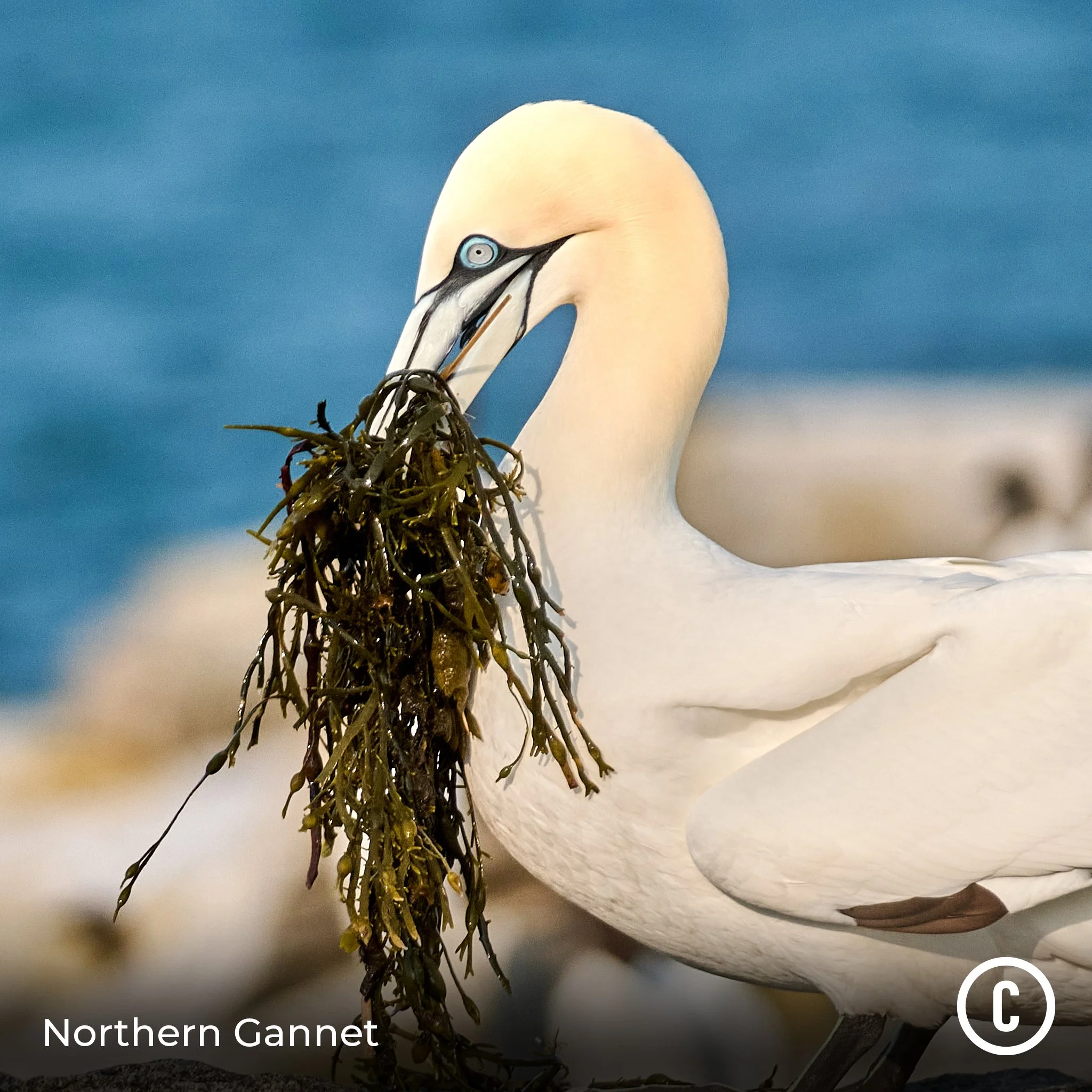 Northern Gannet