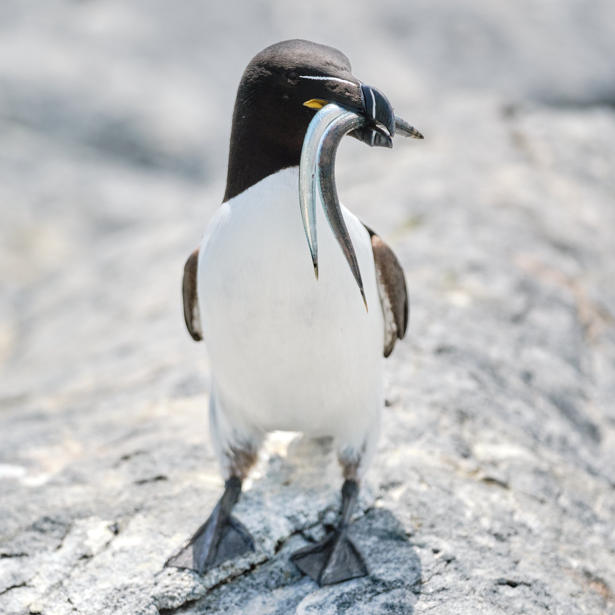 Seabirds Collection