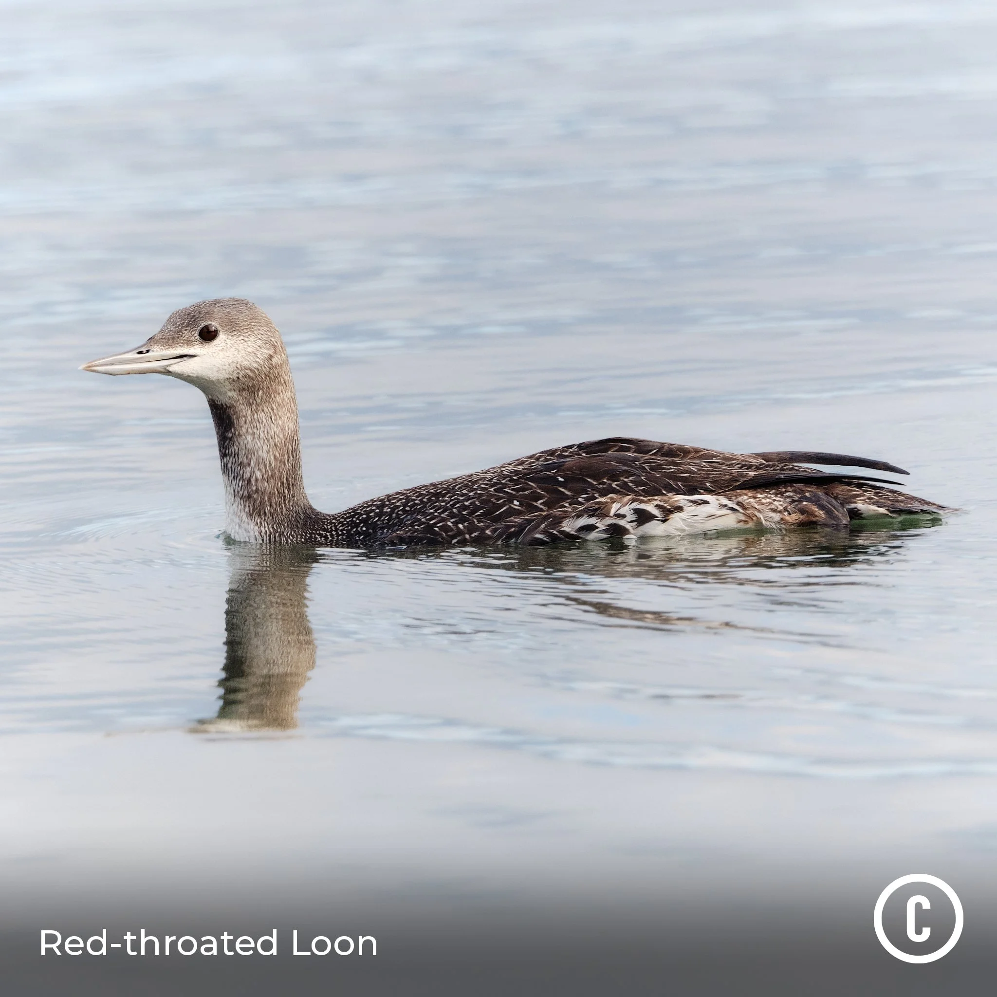 Red-throated Loon