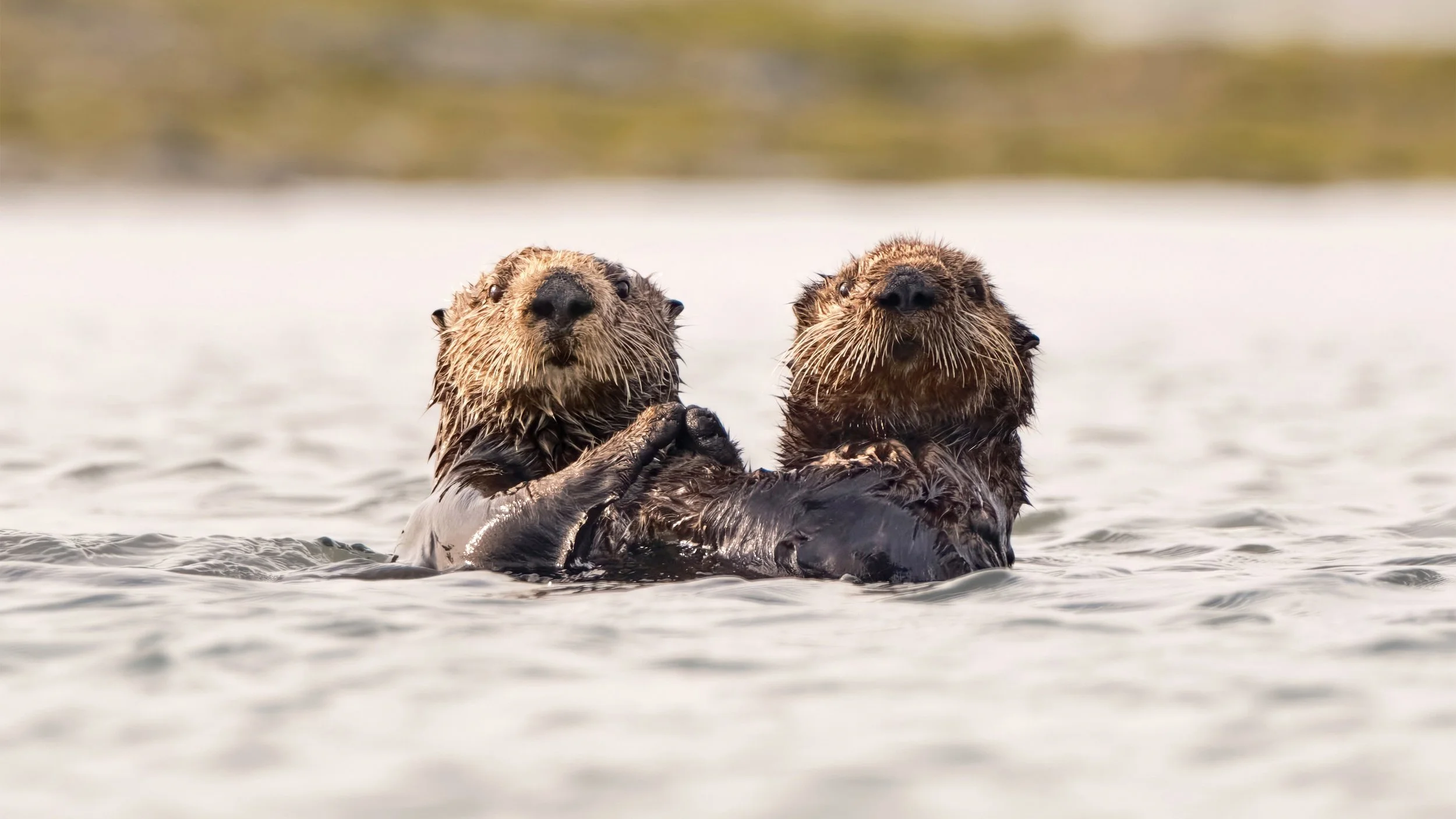 Sea Otters up to no good