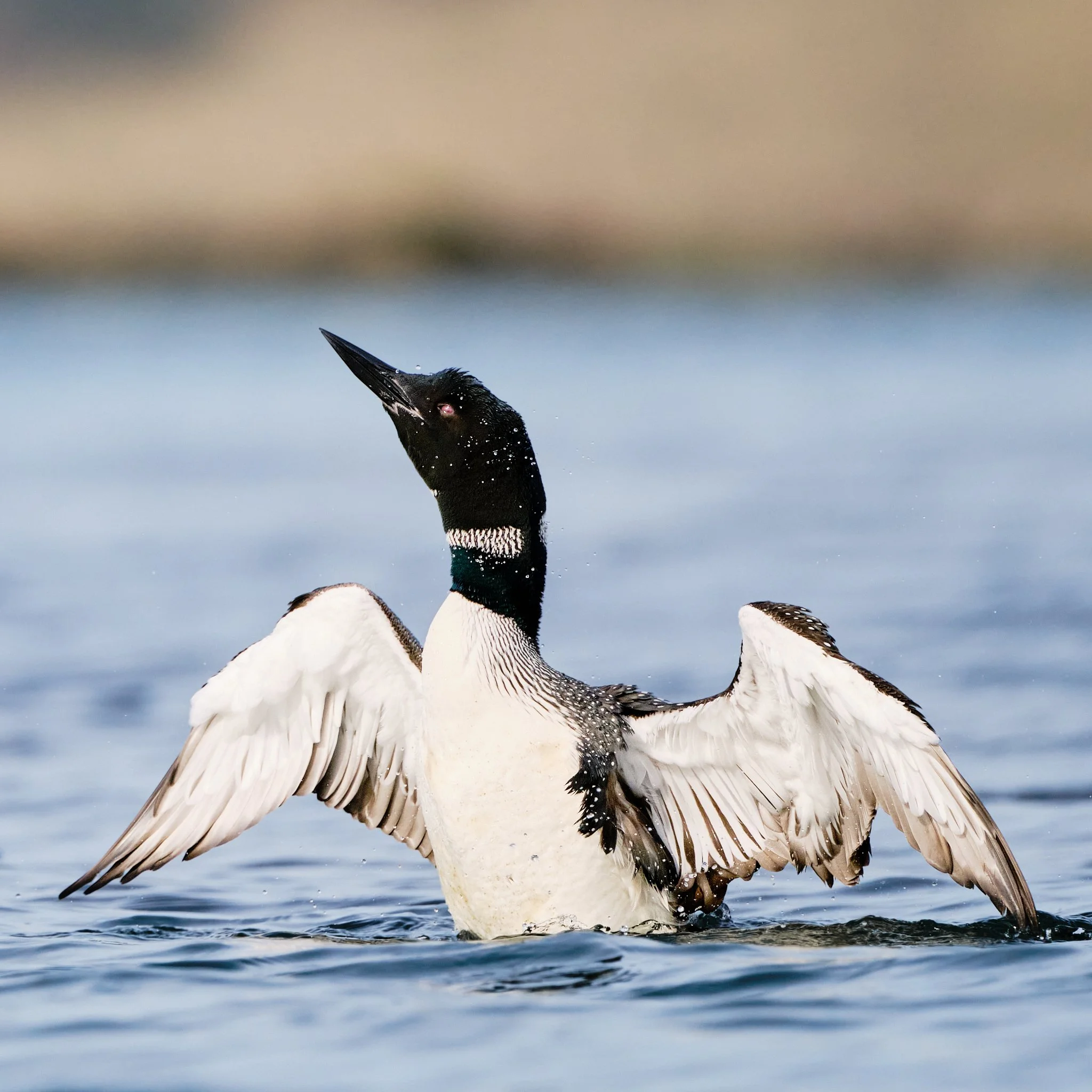 Loons Collection