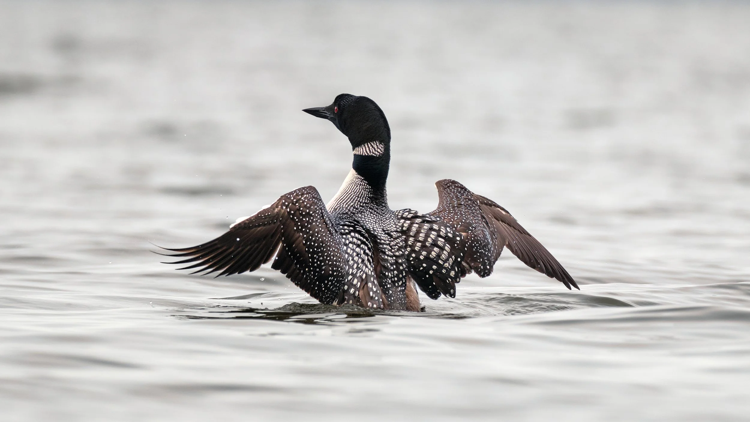 Common Loon stretching