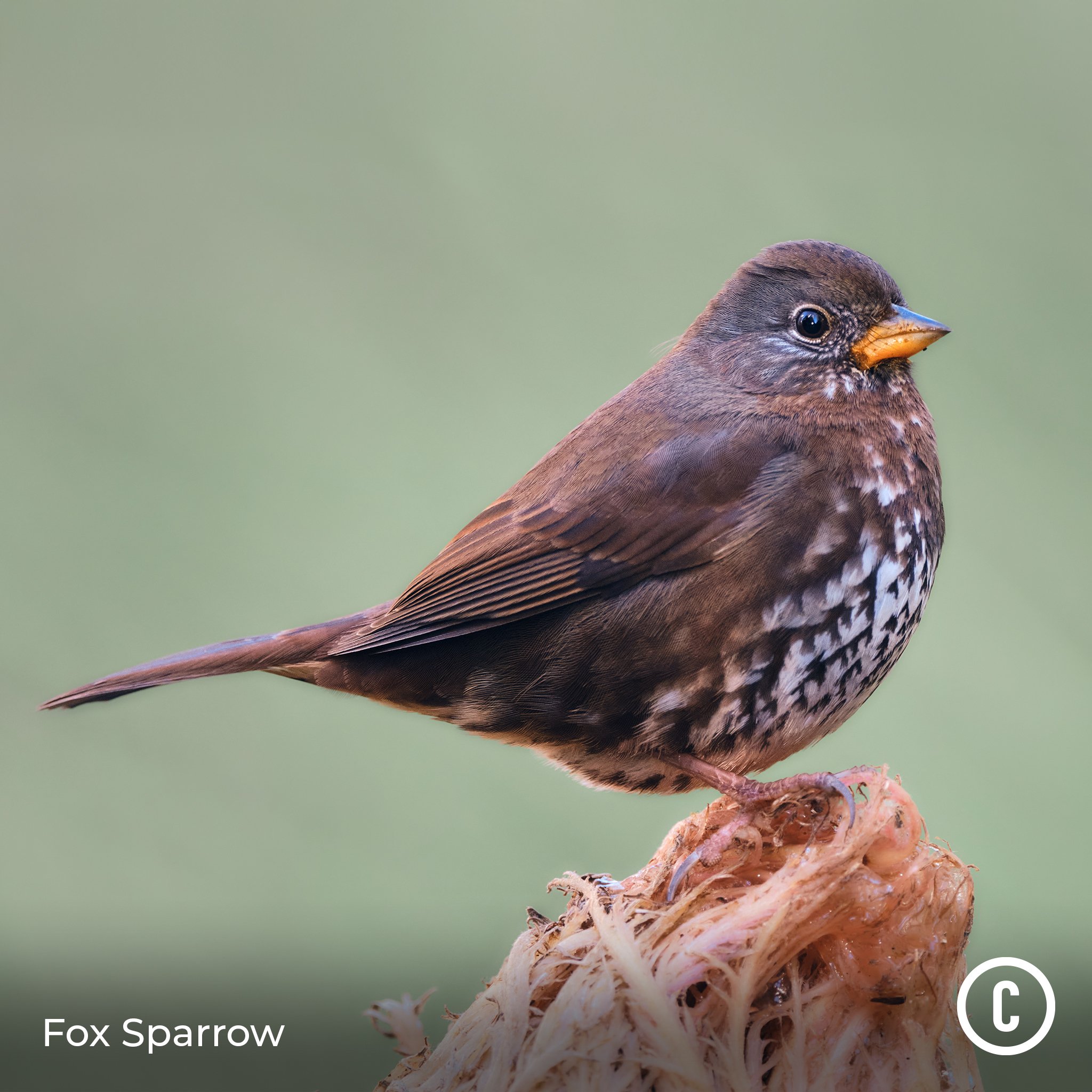 Fox Sparrow