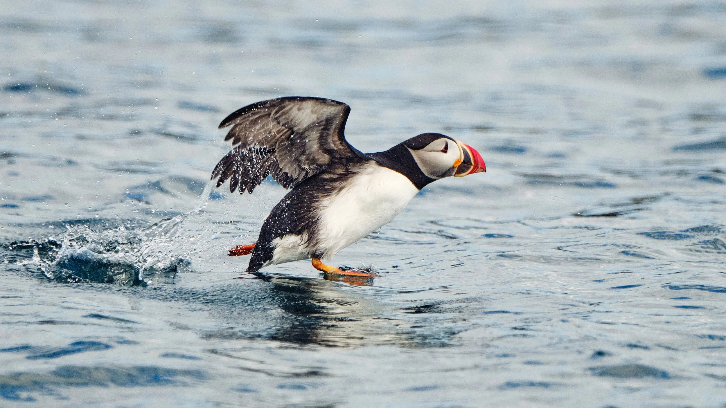 Puffin preparing for take-off
